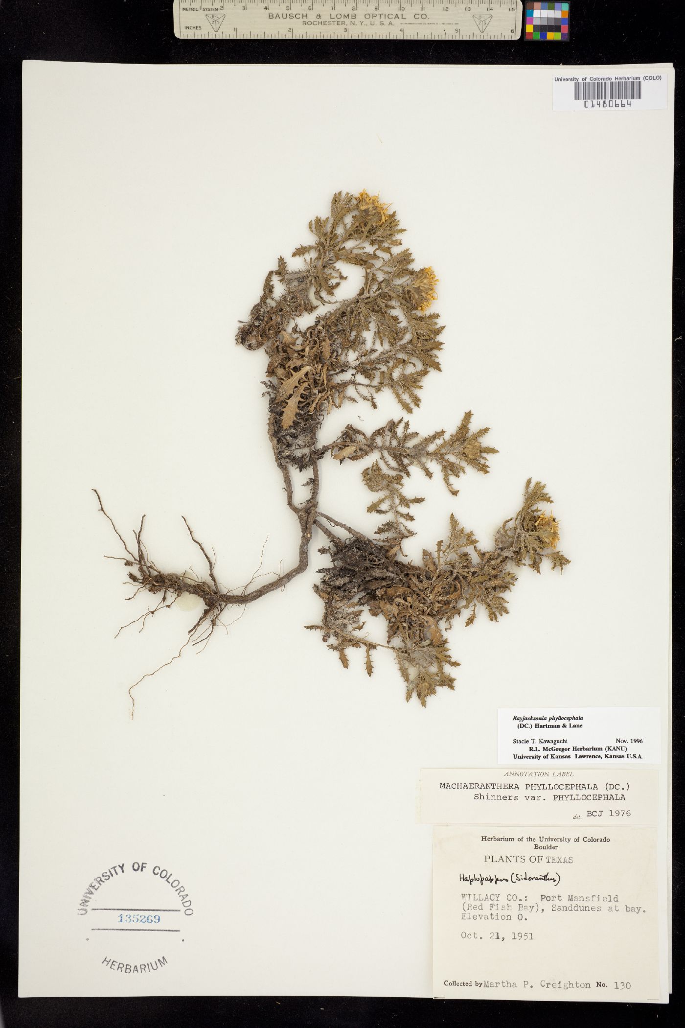 Rayjacksonia phyllocephala image