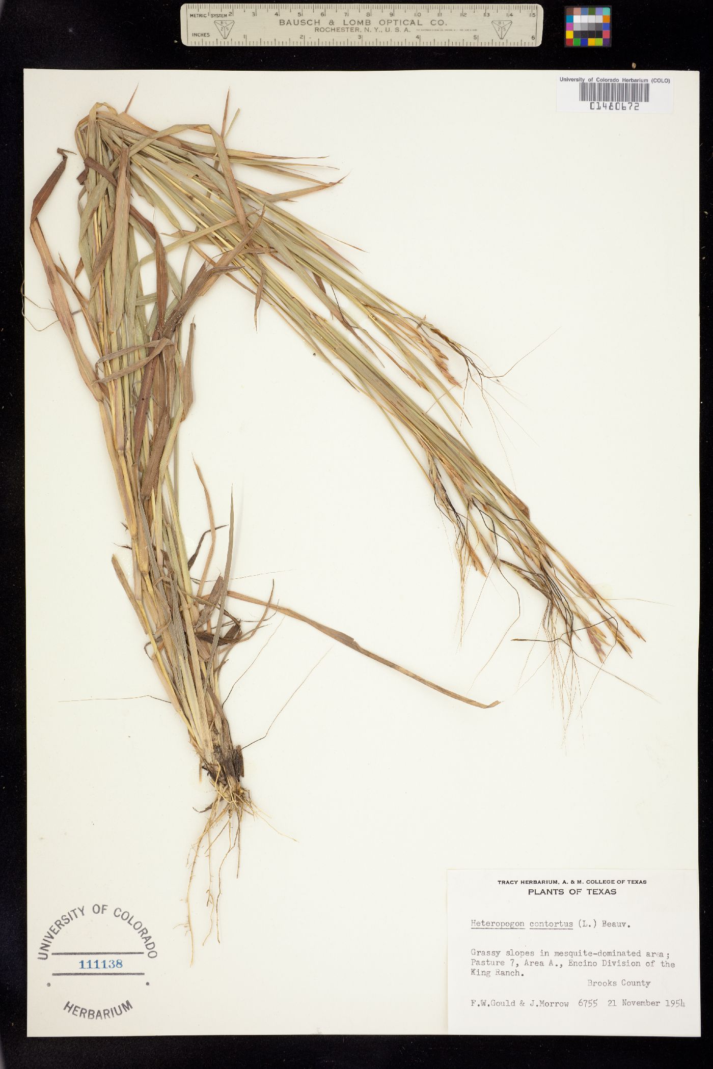 Heteropogon contortus image