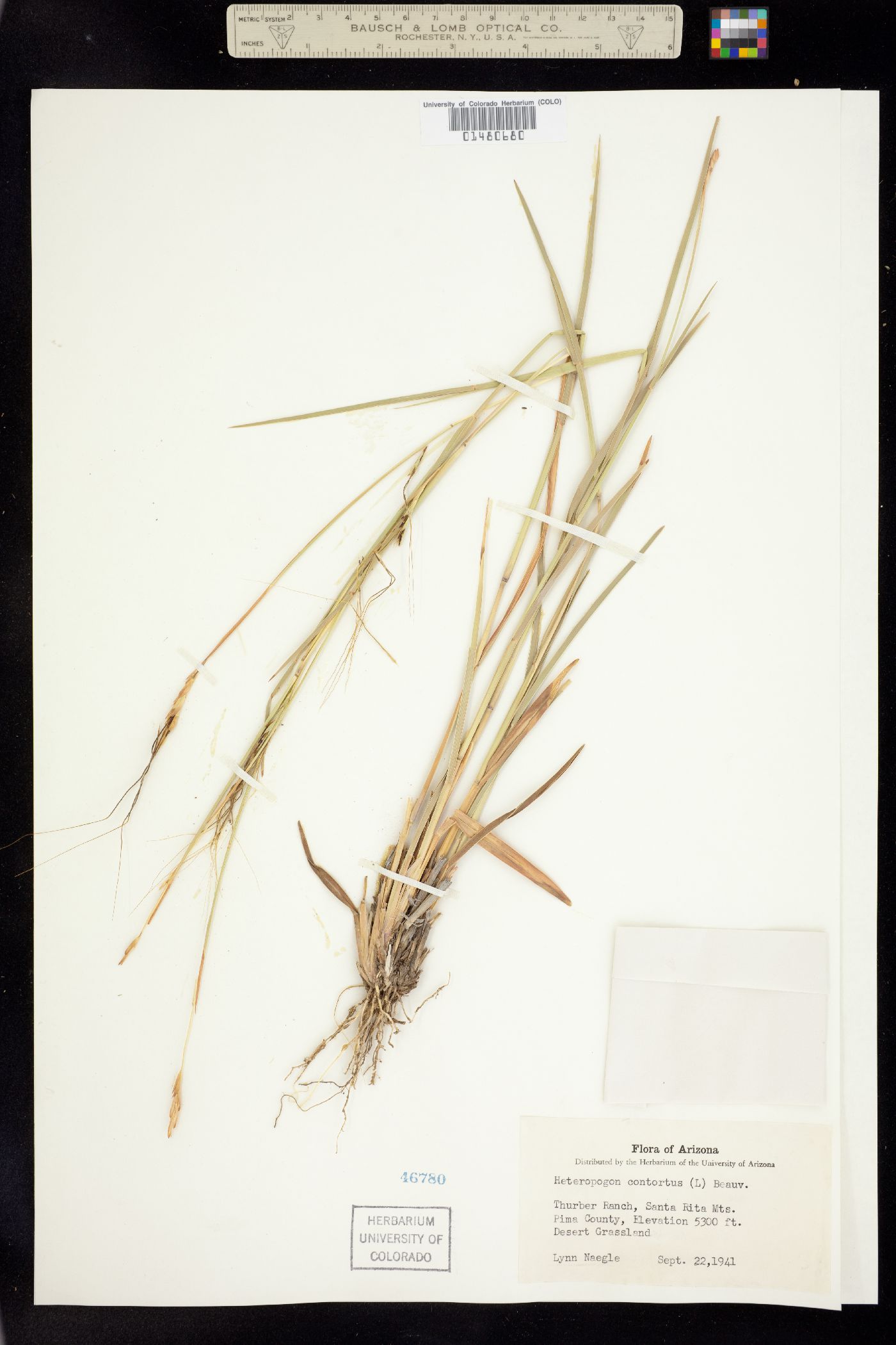 Heteropogon contortus image