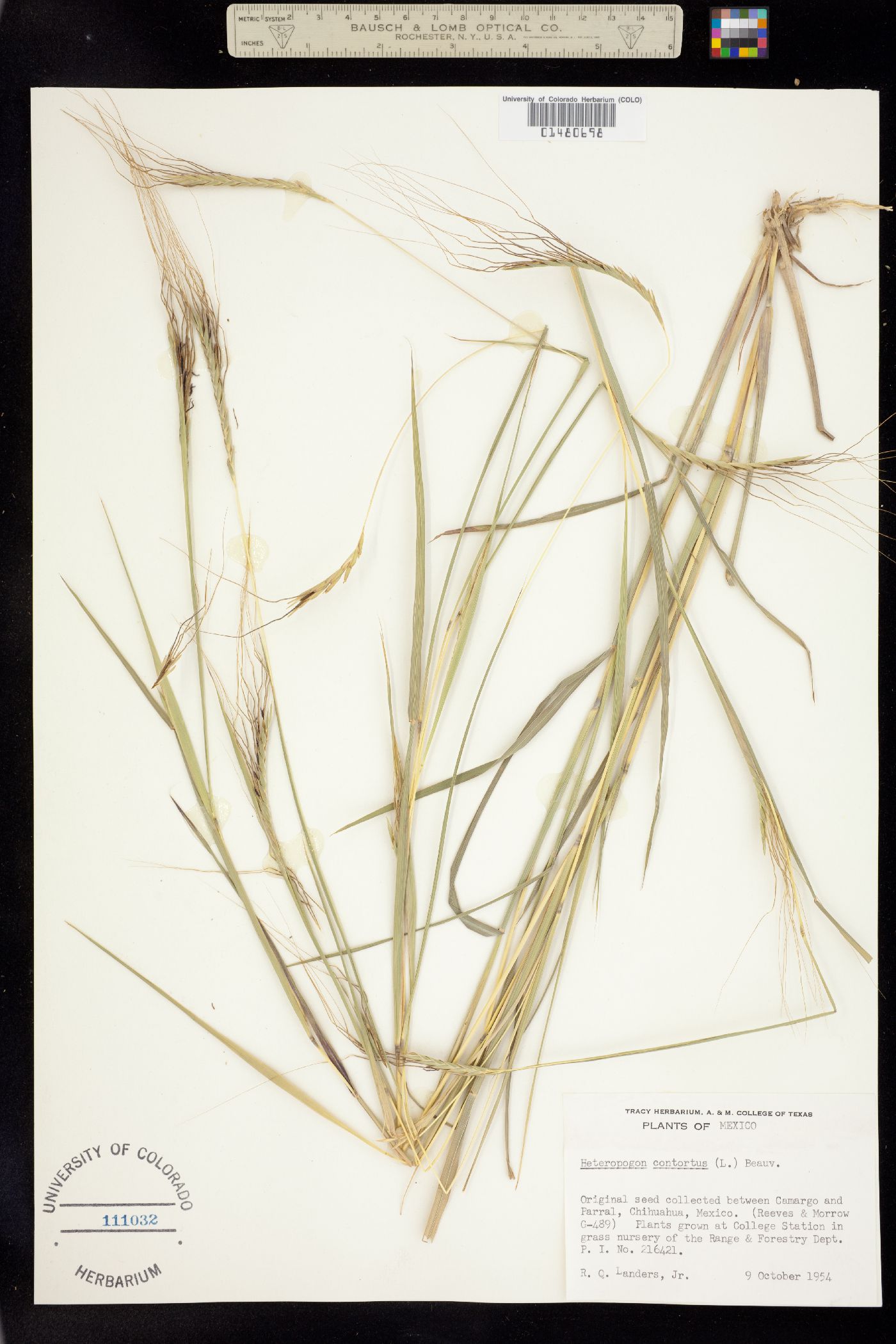 Heteropogon contortus image