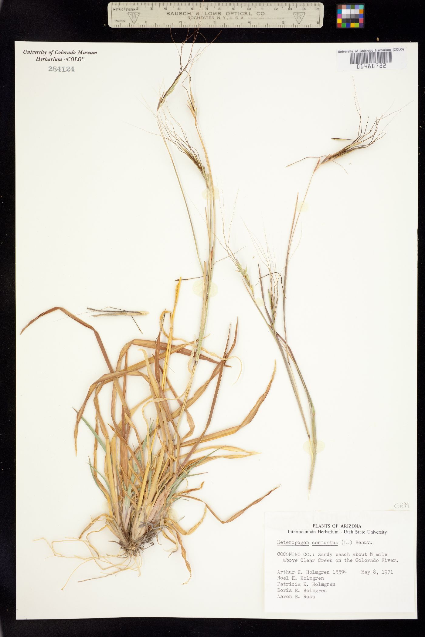 Heteropogon contortus image