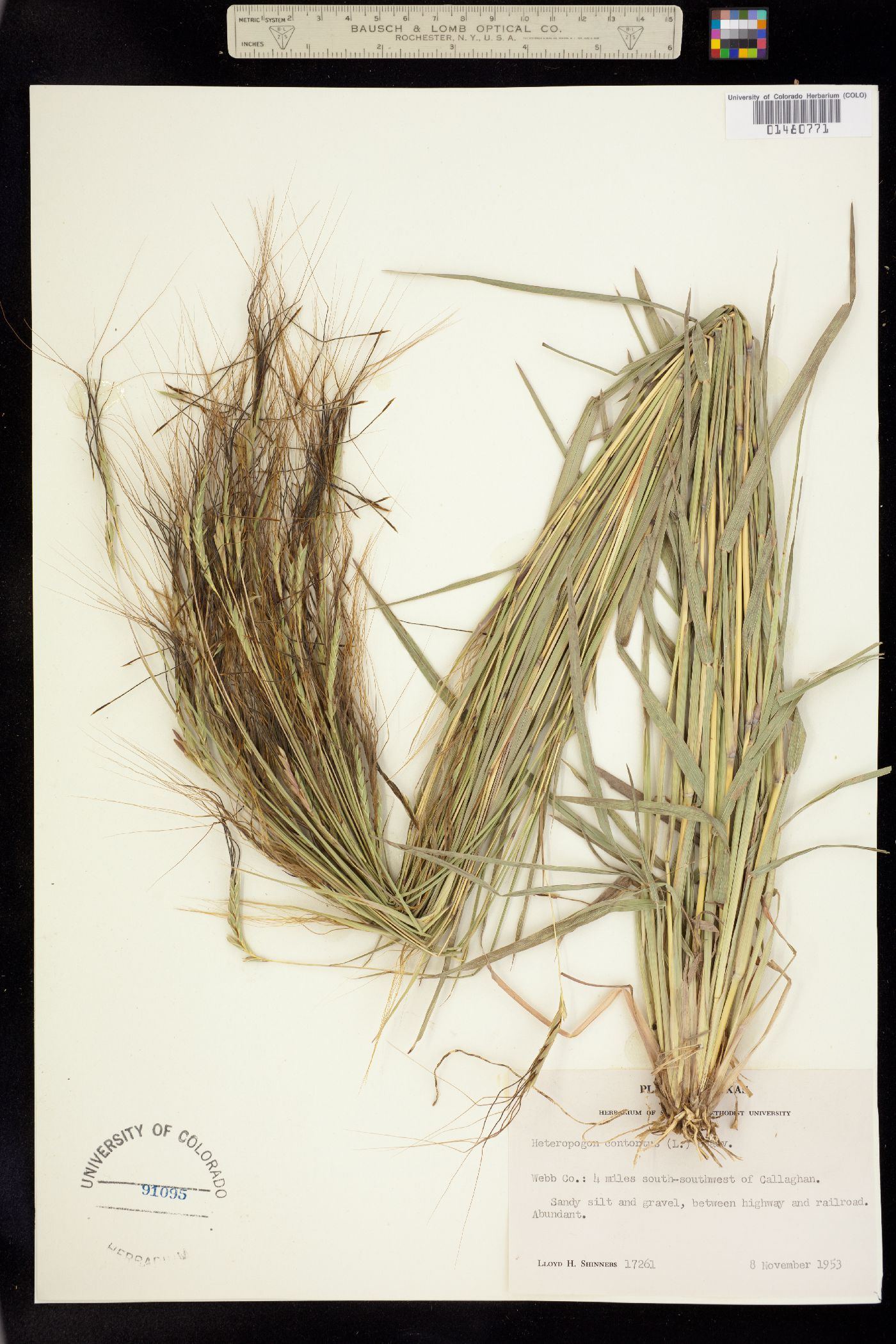 Heteropogon contortus image