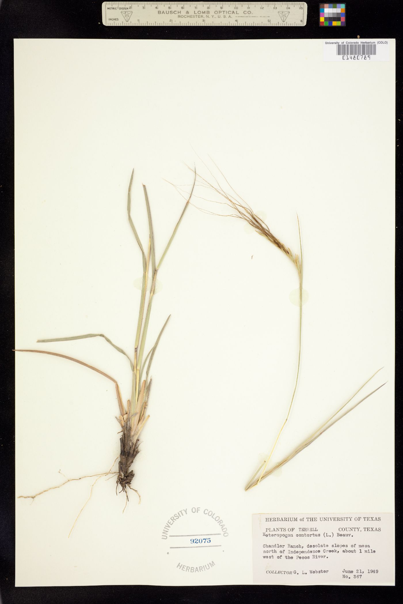 Heteropogon contortus image