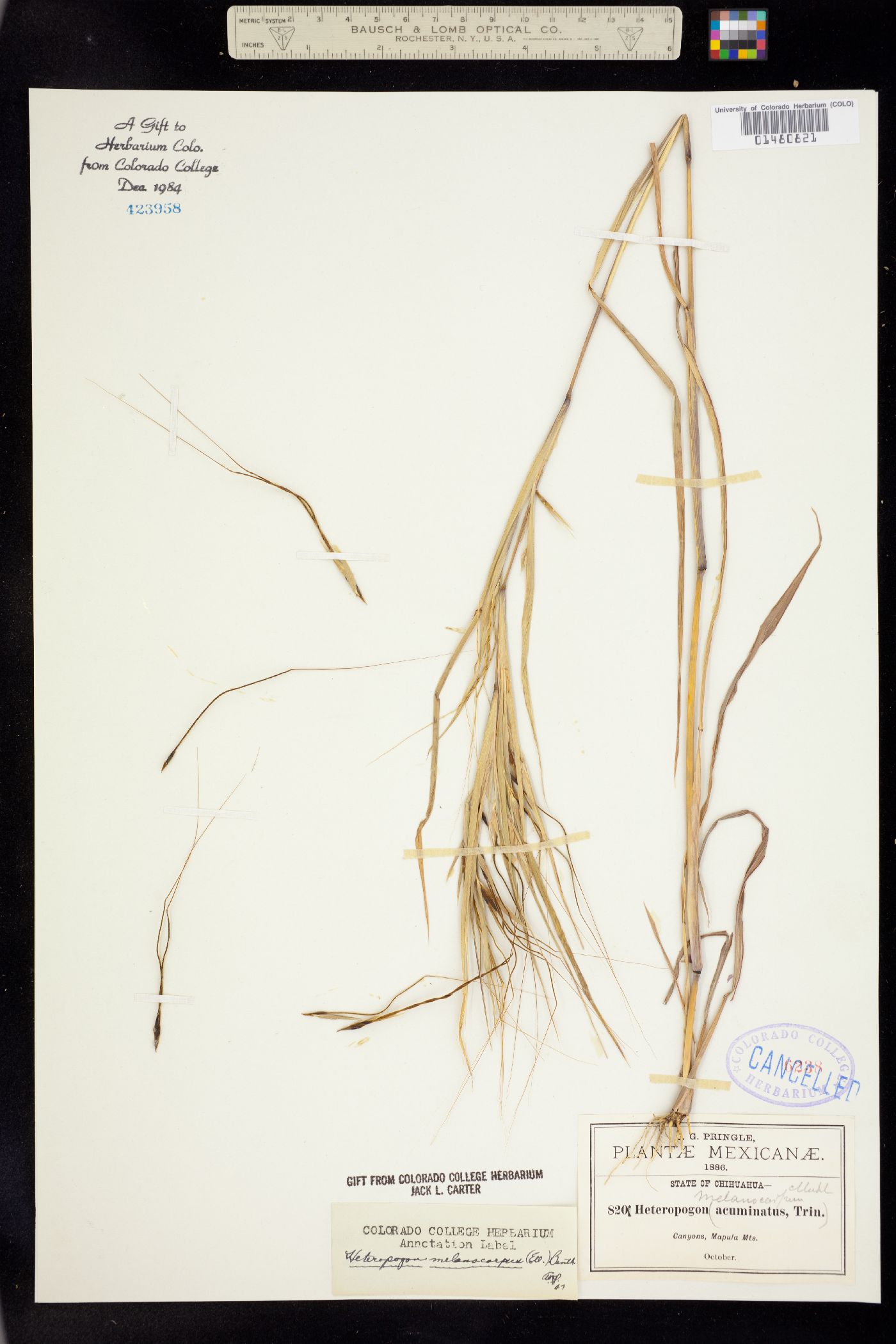 Heteropogon melanocarpus image