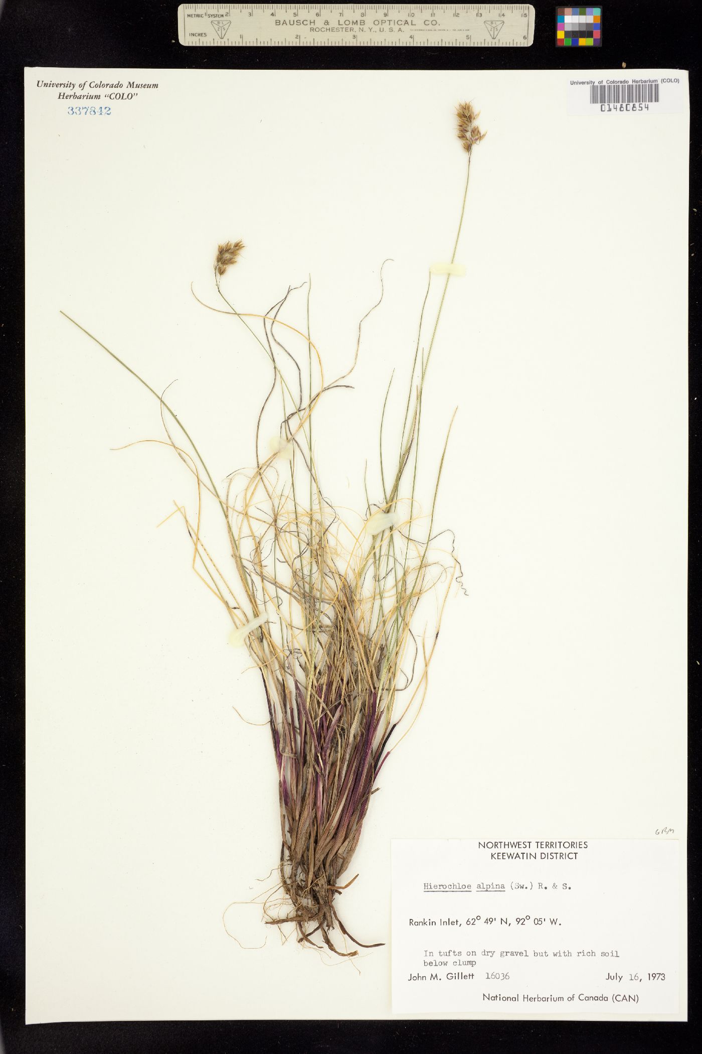 Anthoxanthum monticola image