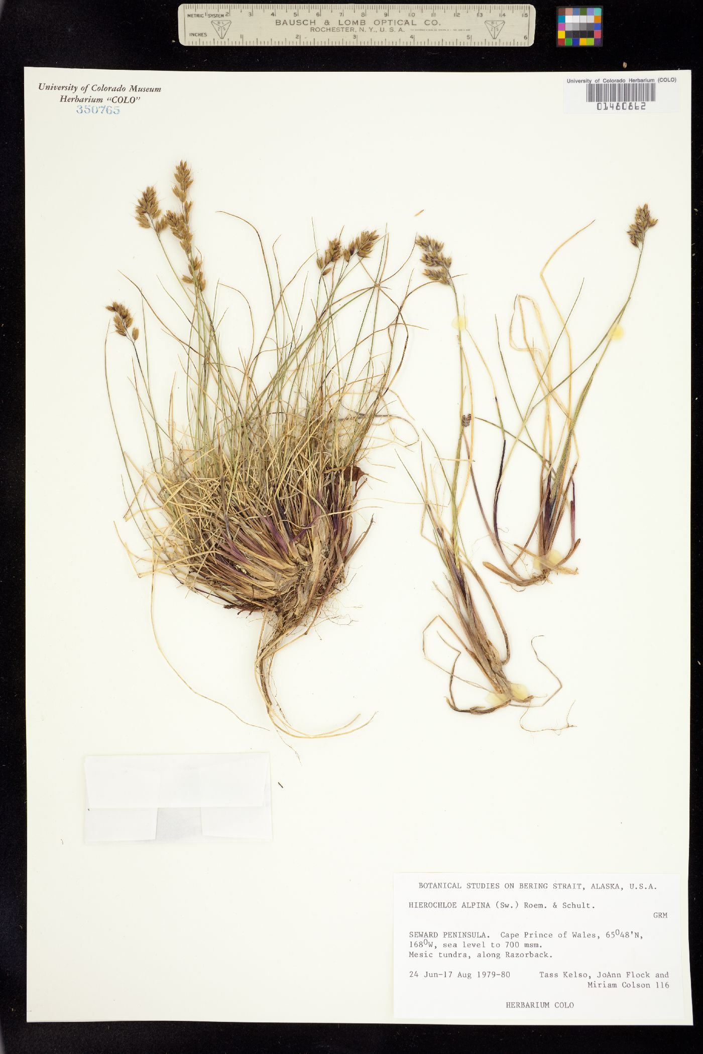 Anthoxanthum monticola image