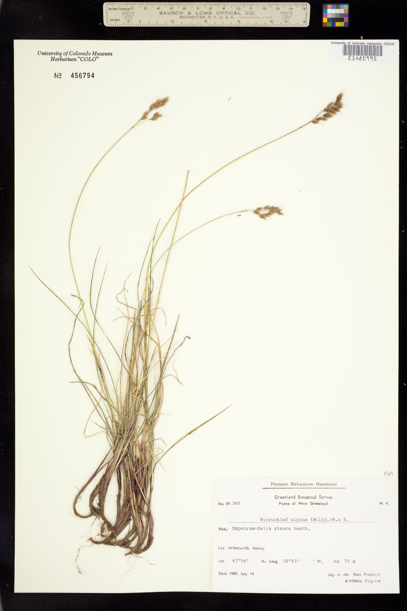 Anthoxanthum monticola image