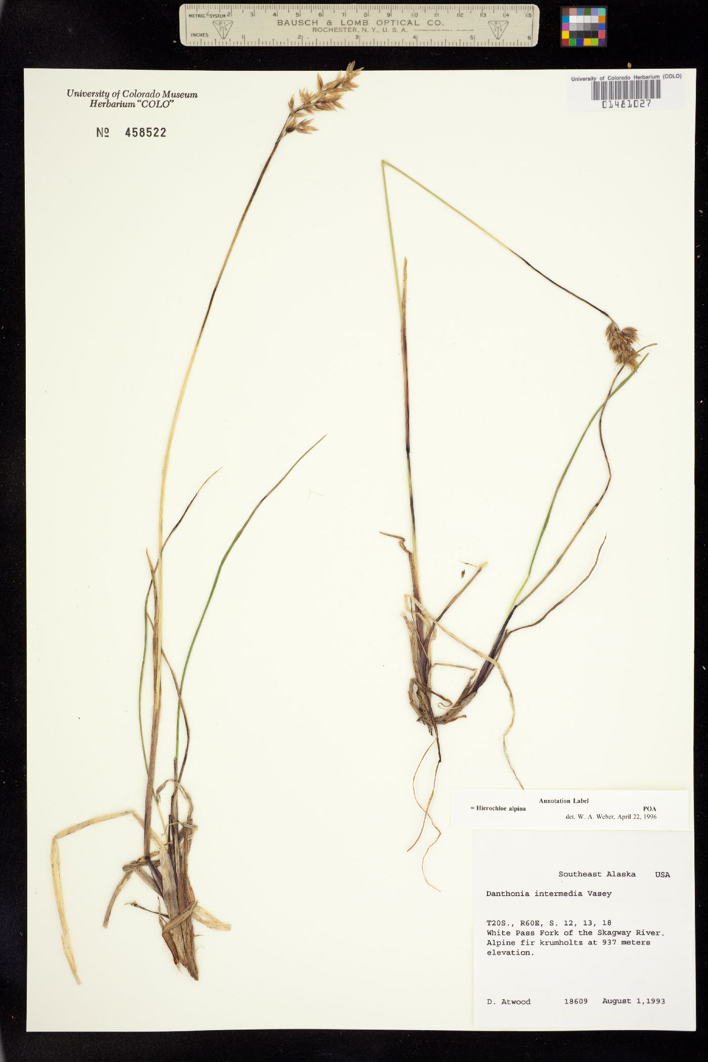 Anthoxanthum image