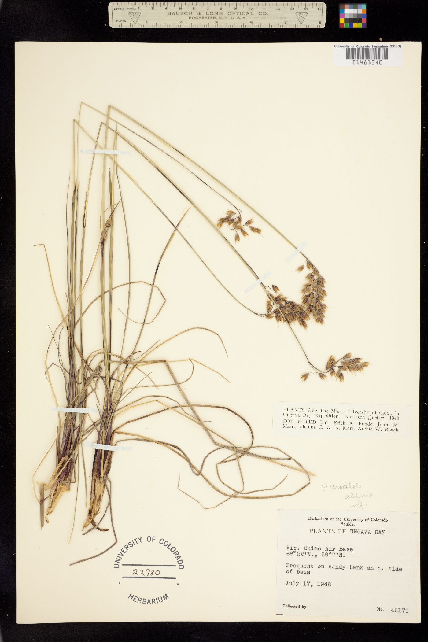 Anthoxanthum image