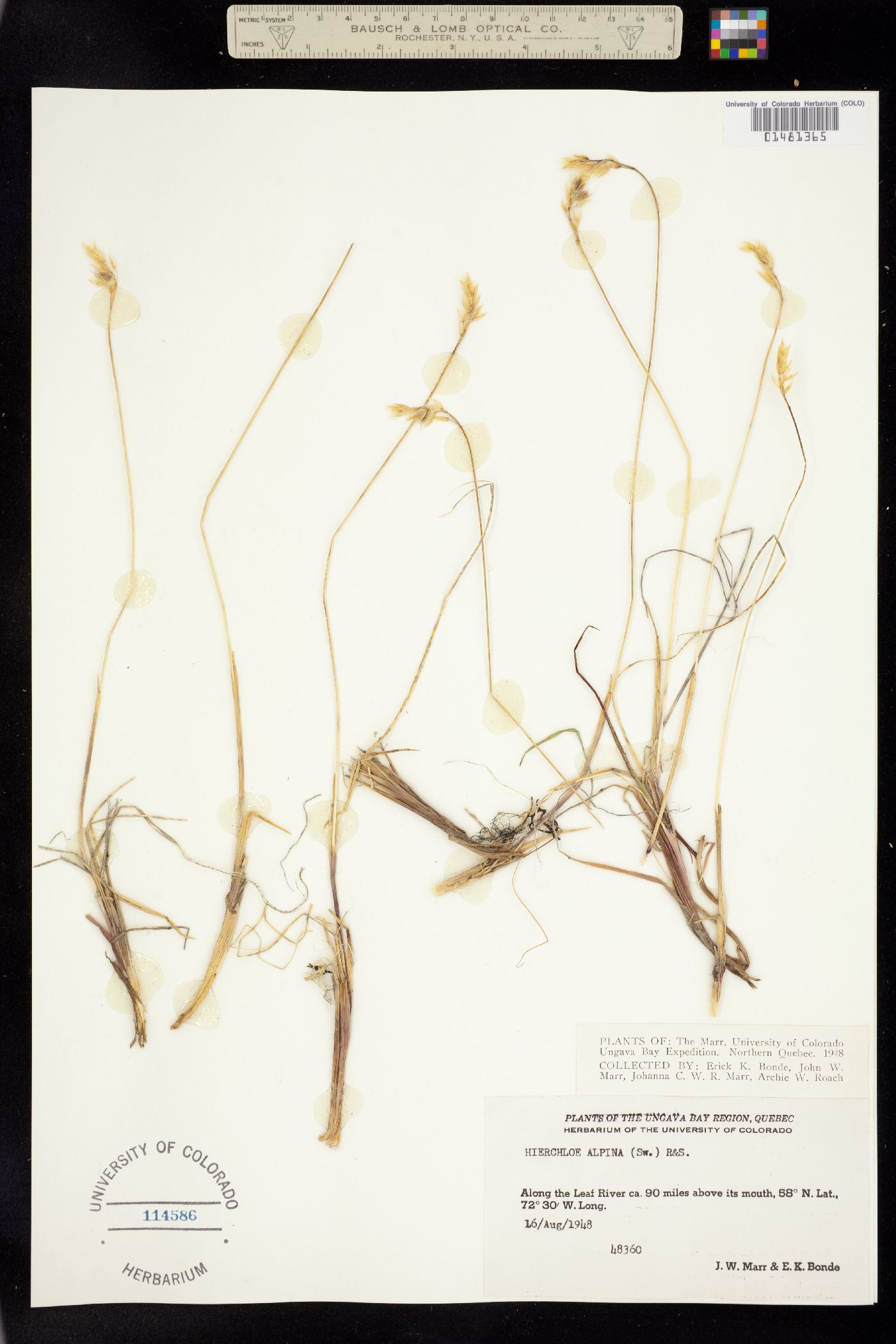 Anthoxanthum monticola image