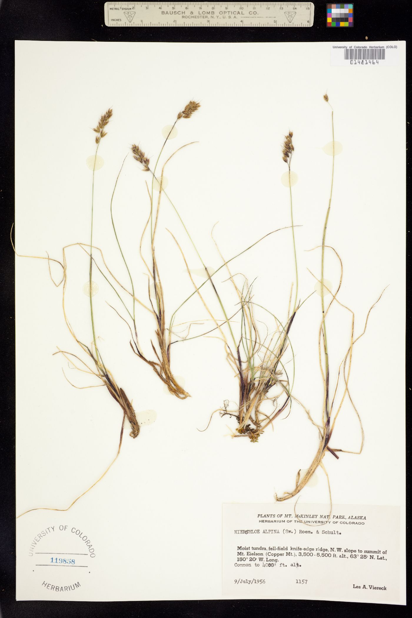 Anthoxanthum monticola image