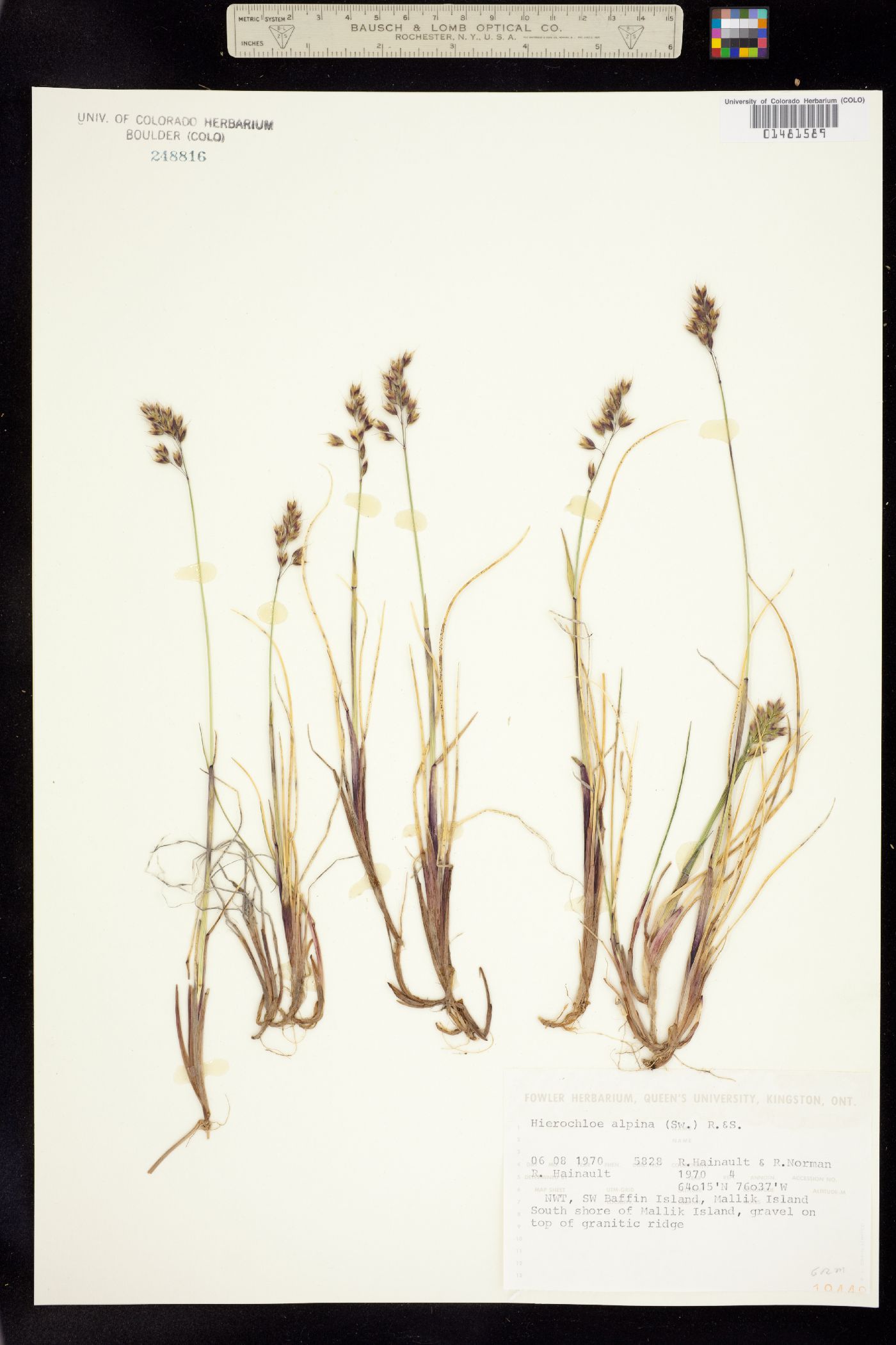 Anthoxanthum monticola image