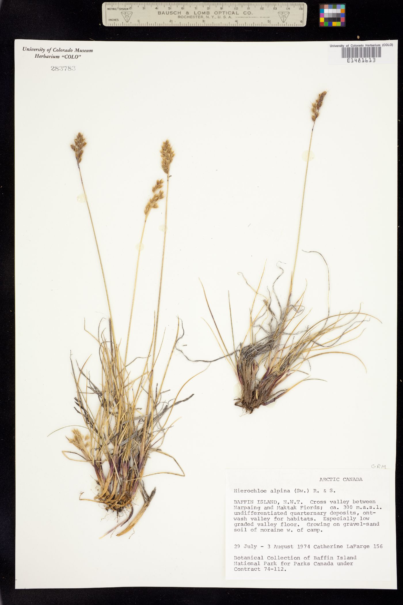 Anthoxanthum monticola image