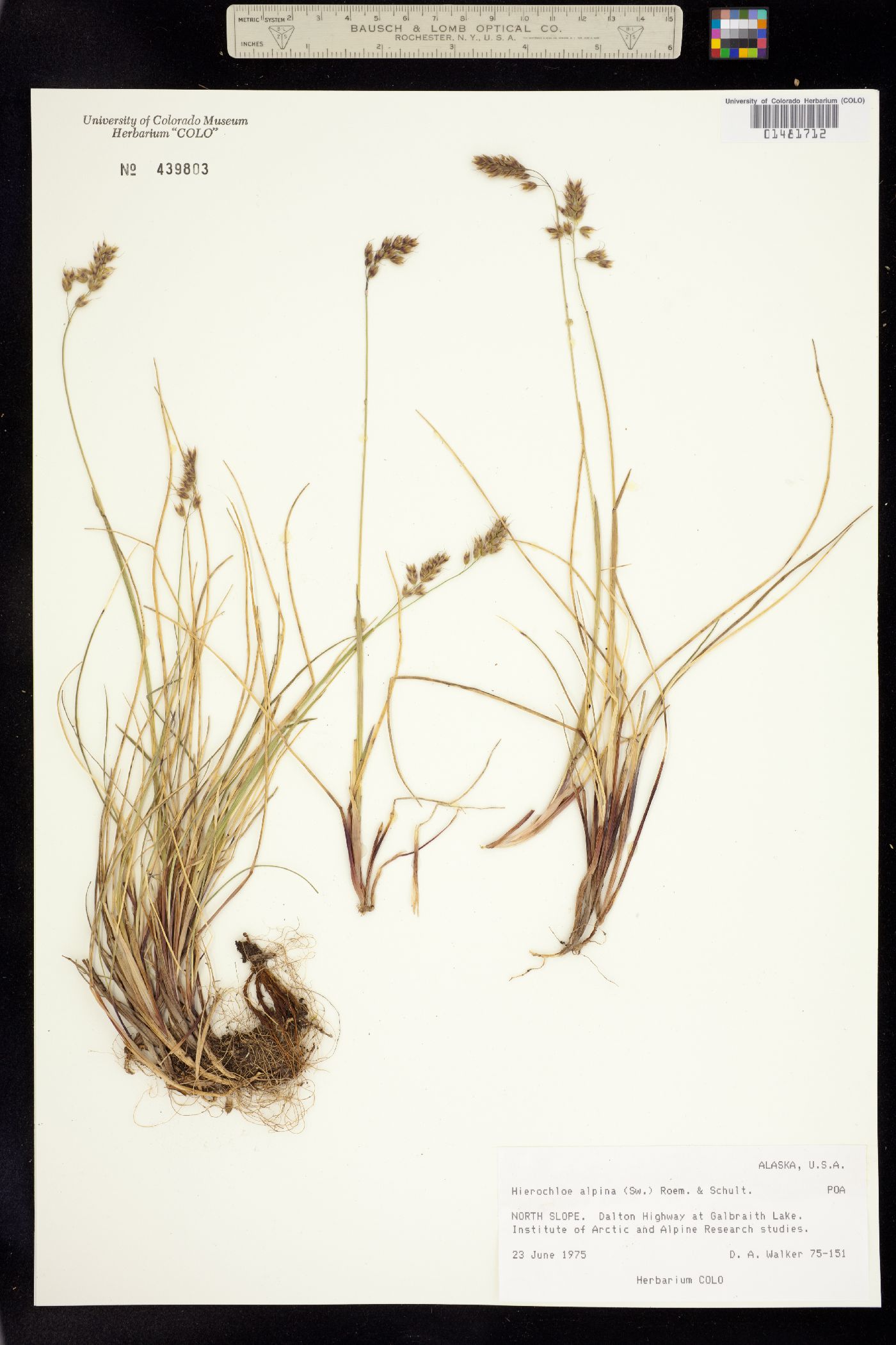 Anthoxanthum monticola image