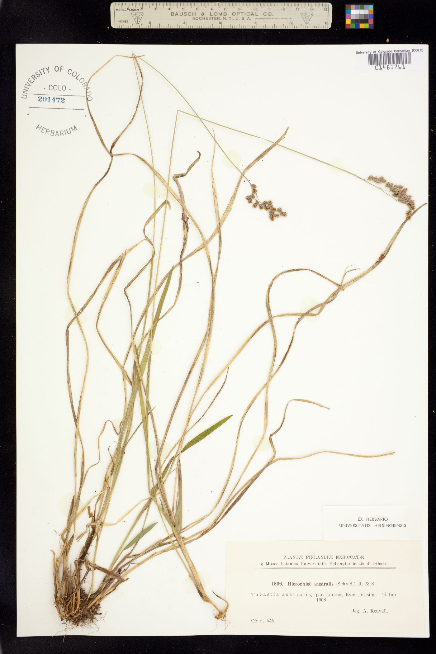 Hierochloe australis image