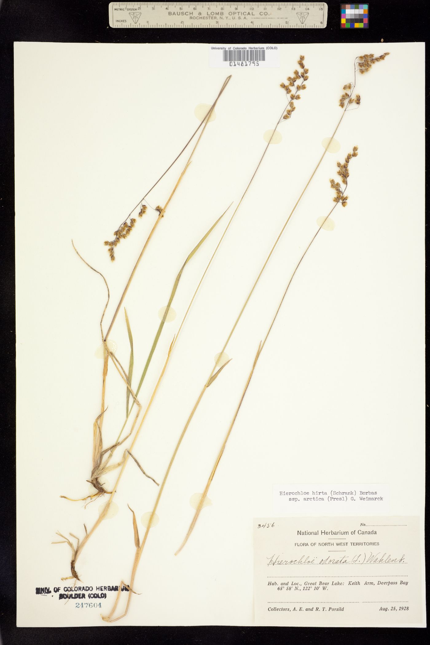 Anthoxanthum image