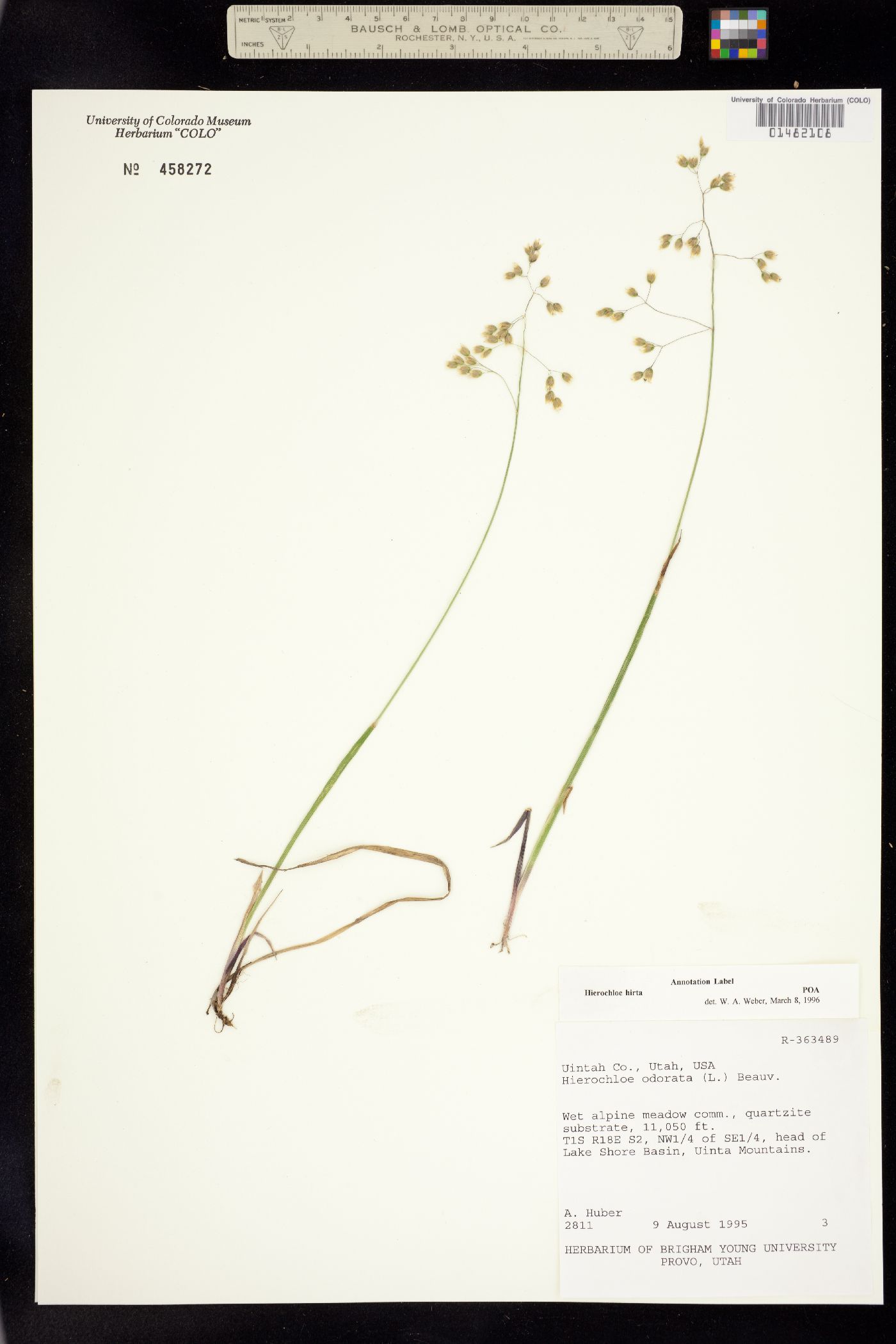 Anthoxanthum hirtum image