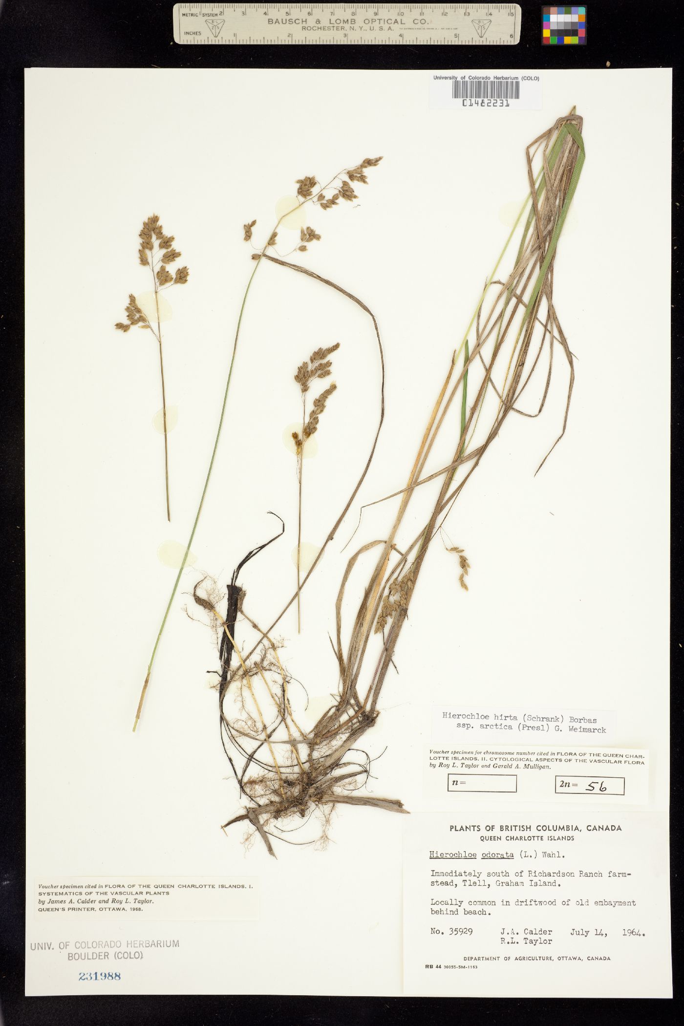 Anthoxanthum image