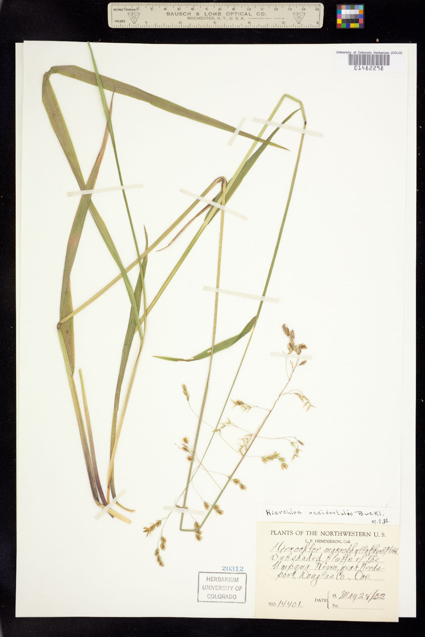 Anthoxanthum occidentale image