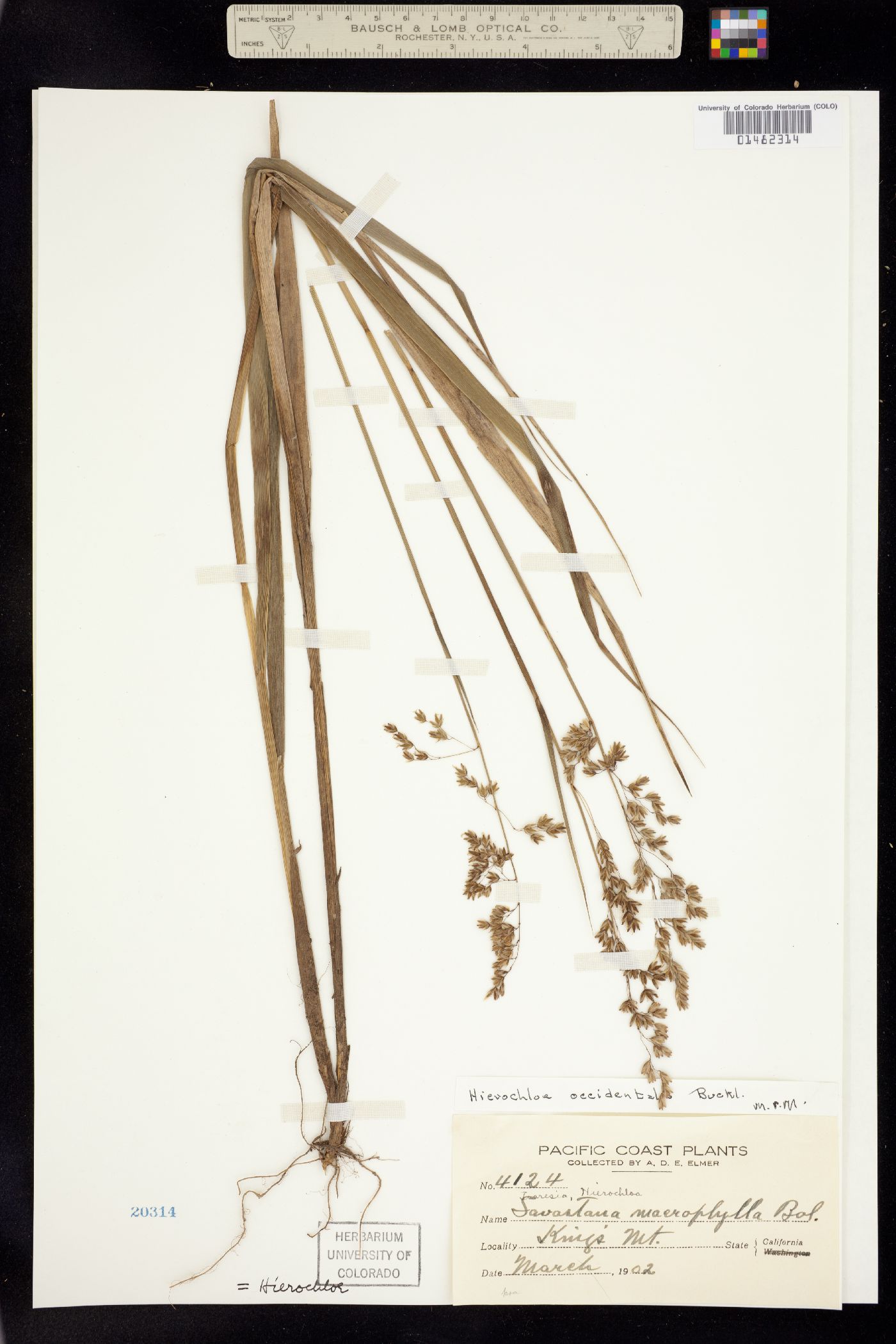 Anthoxanthum occidentale image