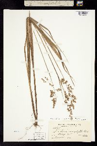 Hierochloe occidentalis image