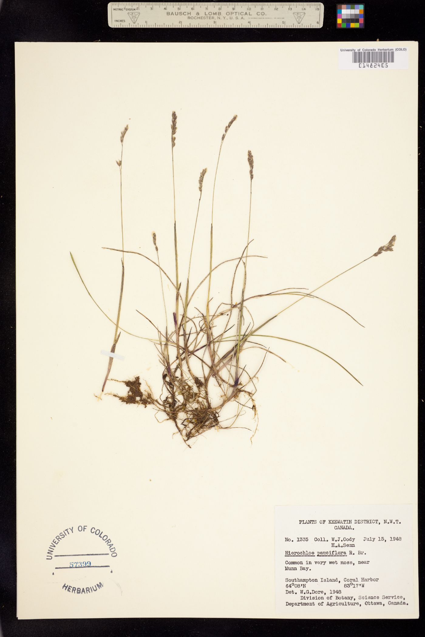 Anthoxanthum arcticum image