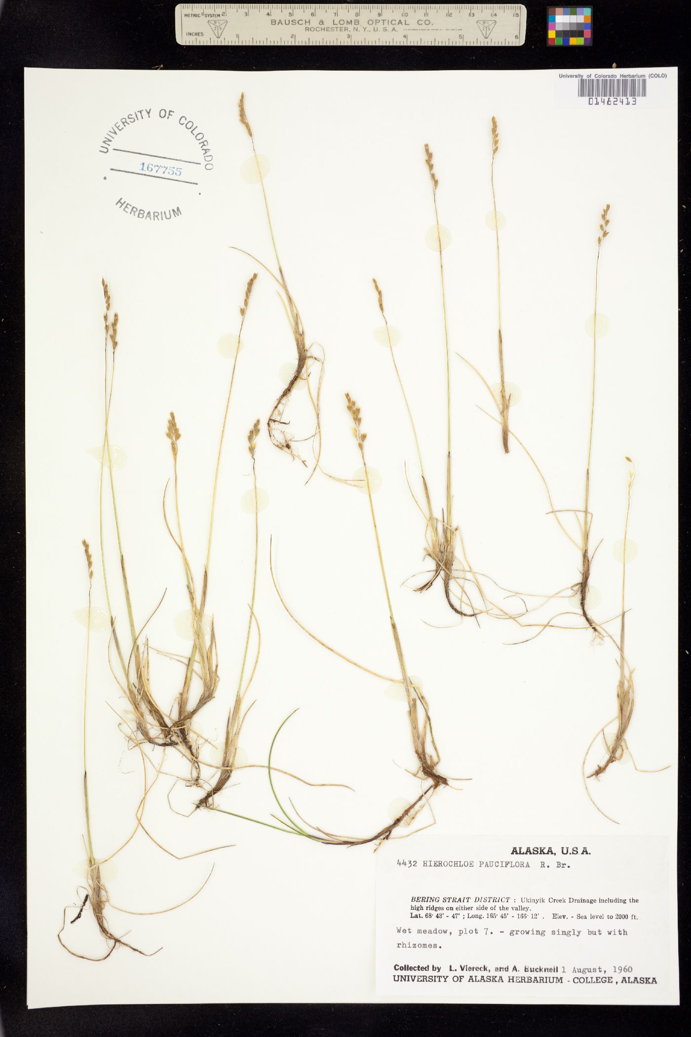 Anthoxanthum arcticum image