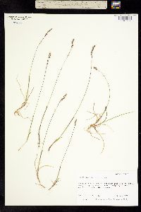 Hierochloe pauciflora image