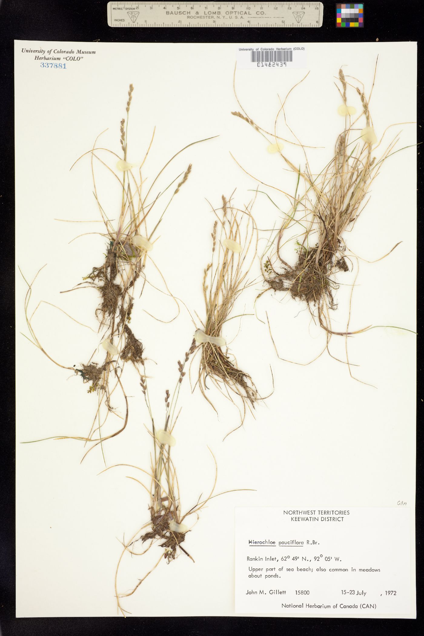 Anthoxanthum arcticum image