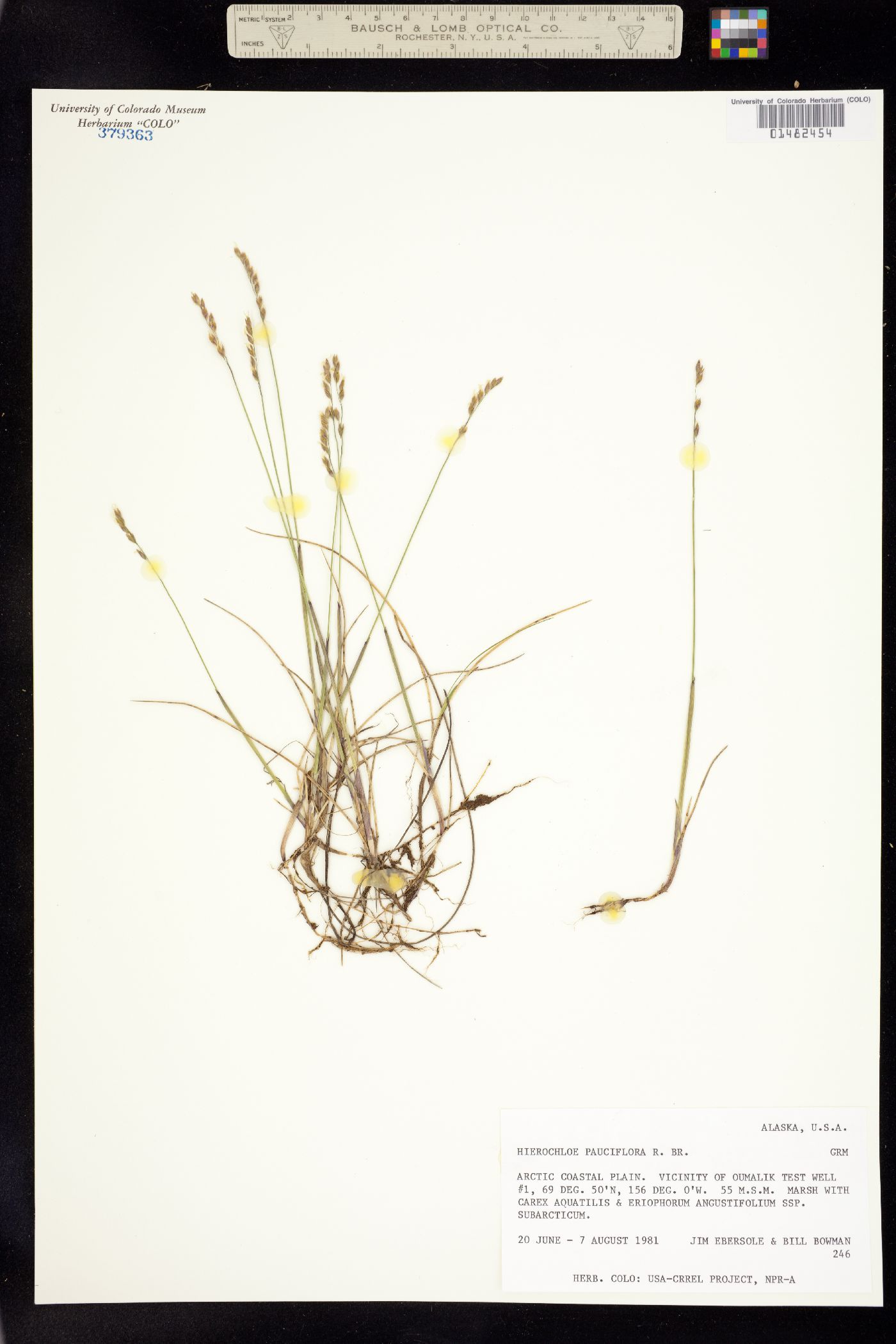 Anthoxanthum arcticum image