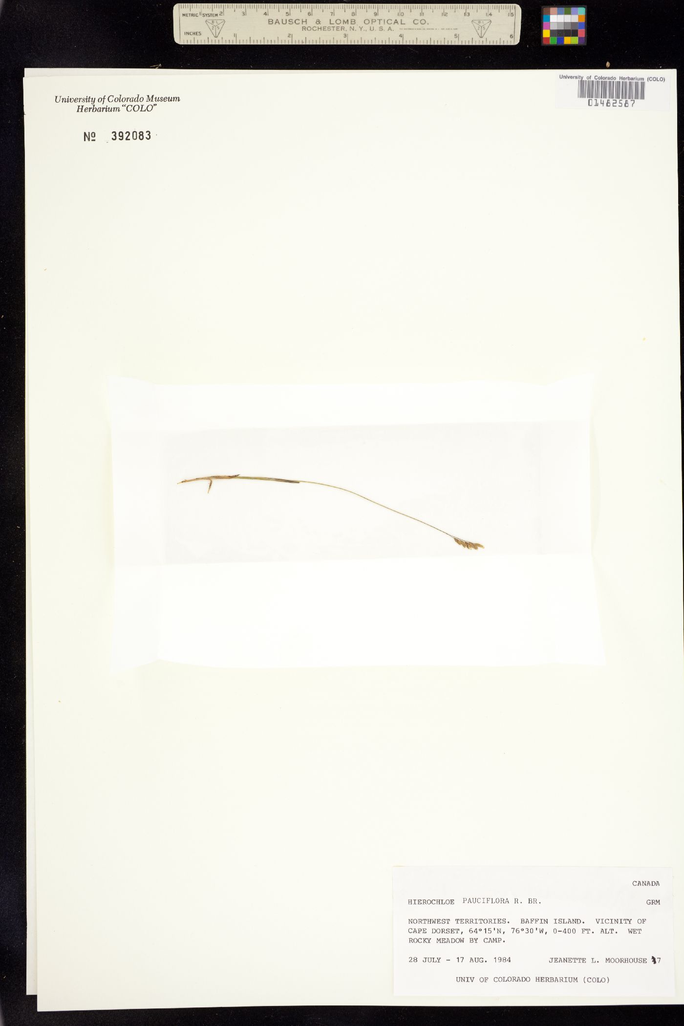 Hierochloe pauciflora image