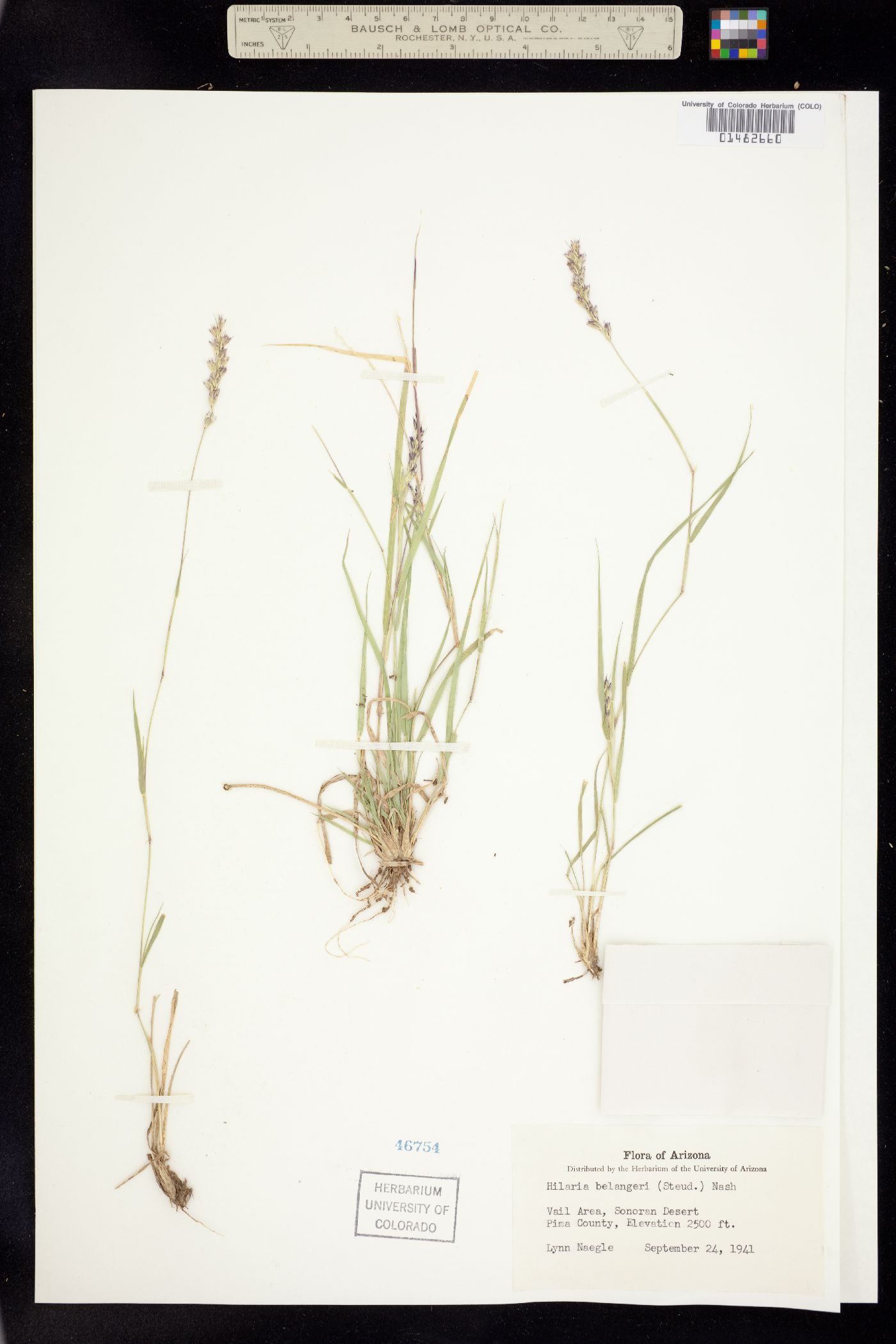 Hilaria belangeri image