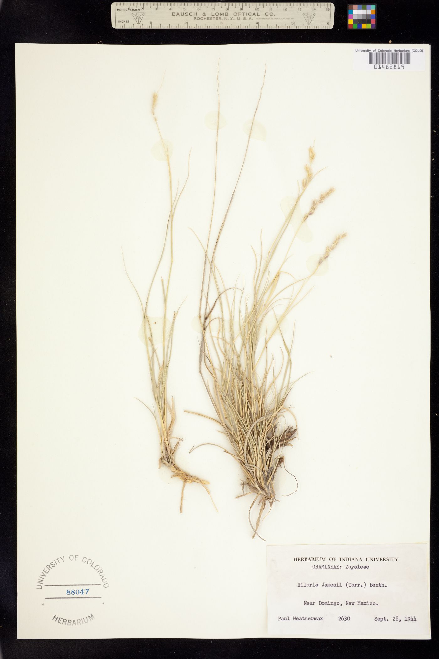 Hilaria jamesii image