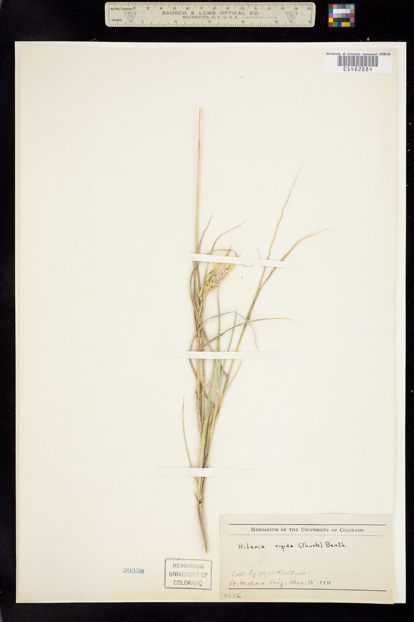 Hilaria image