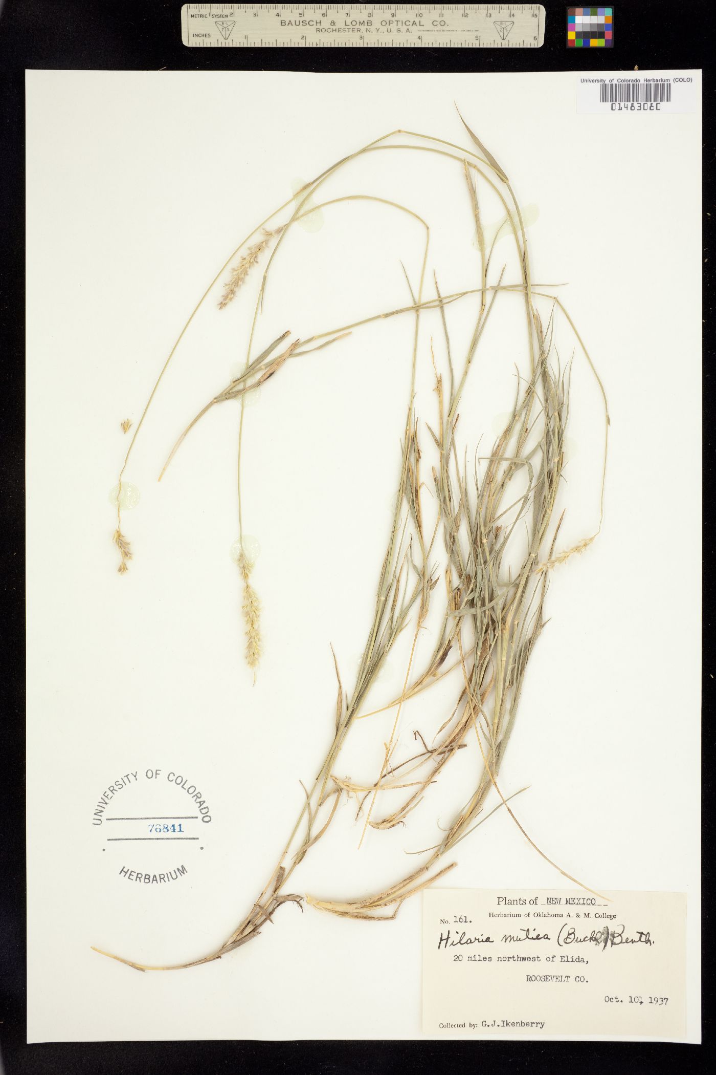 Hilaria mutica image