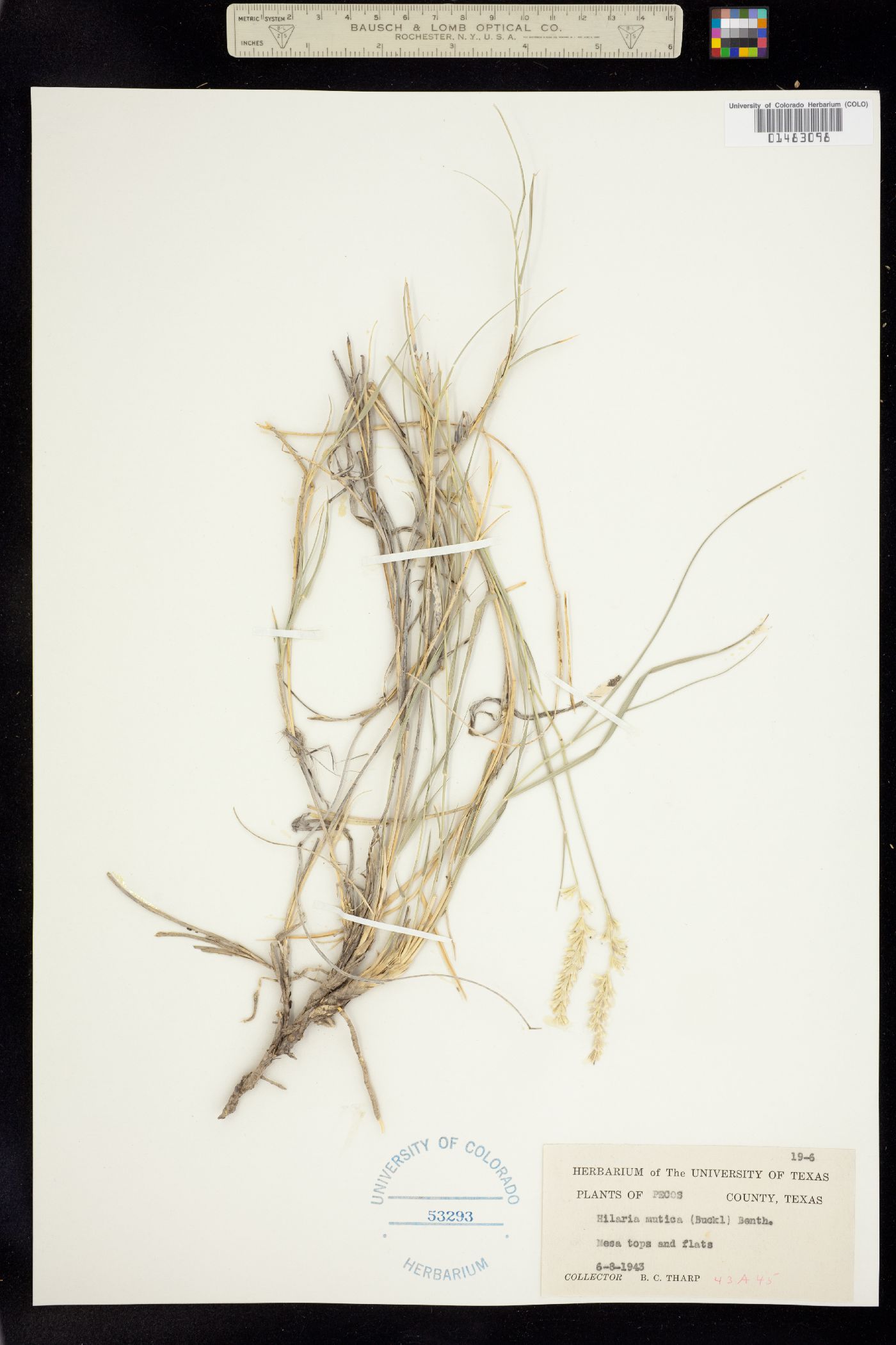 Hilaria mutica image