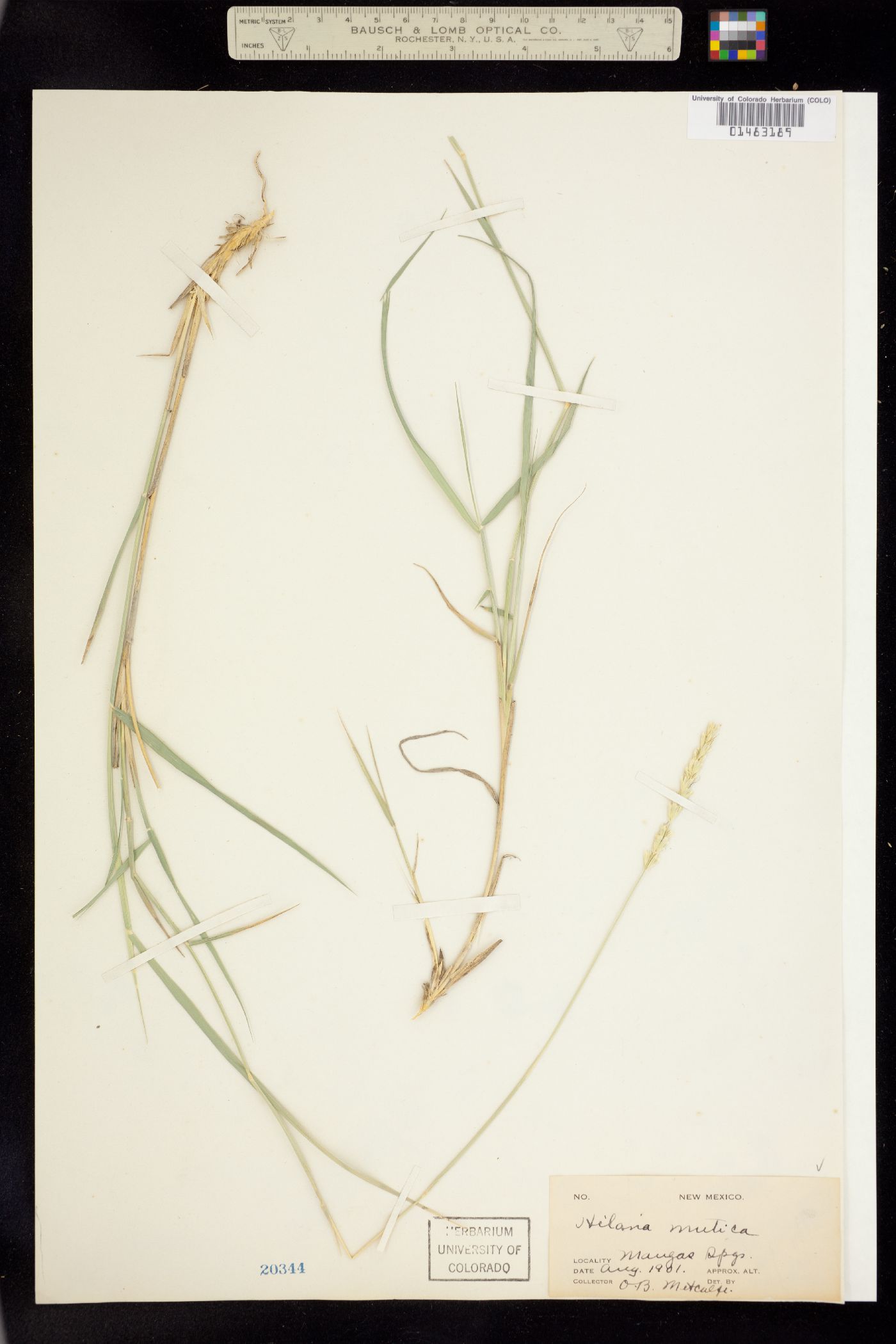 Hilaria mutica image