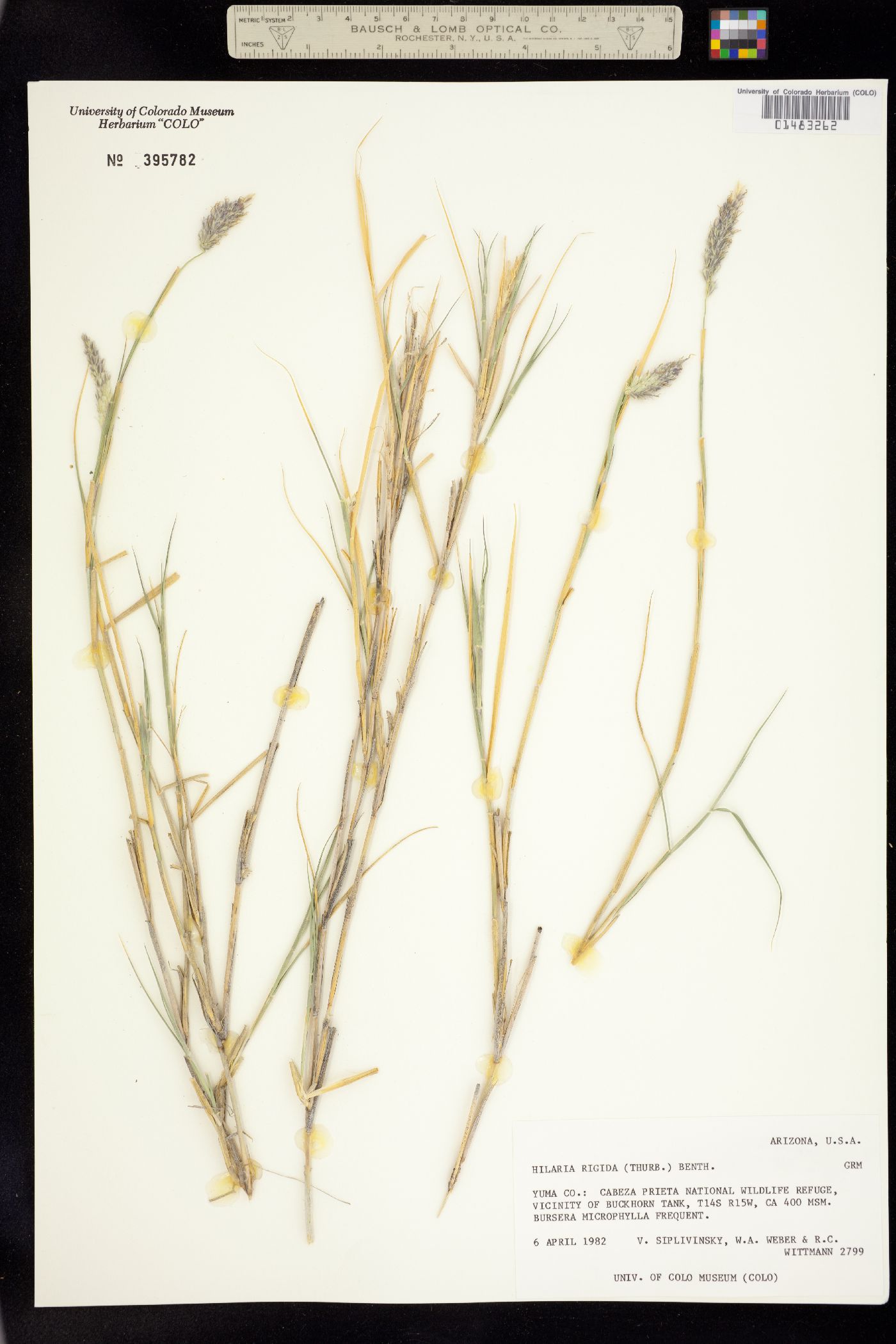 Hilaria rigida image