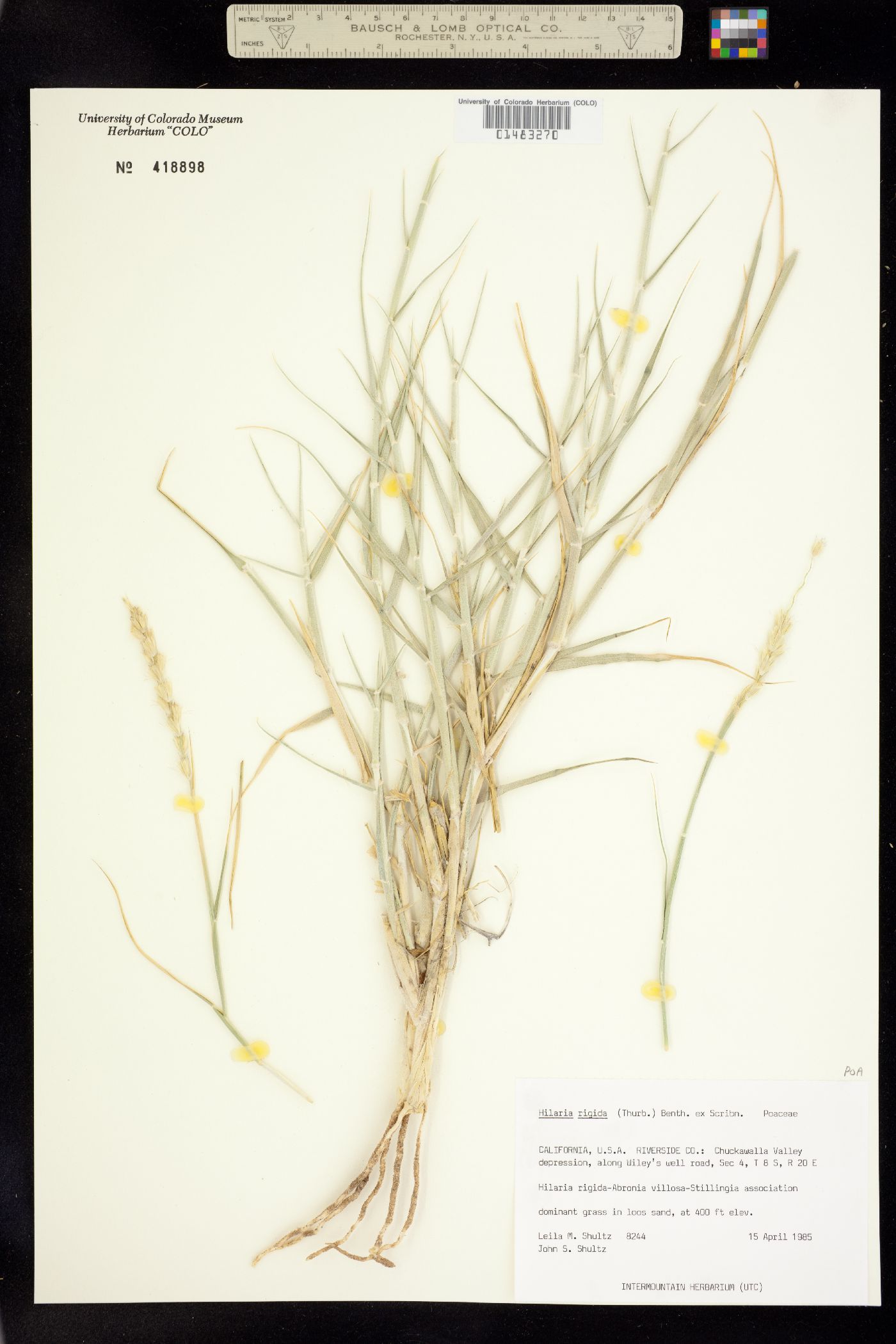 Hilaria rigida image