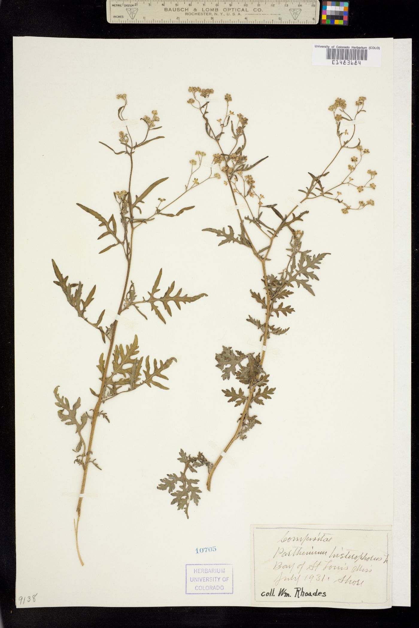 Parthenium hysterophorus image
