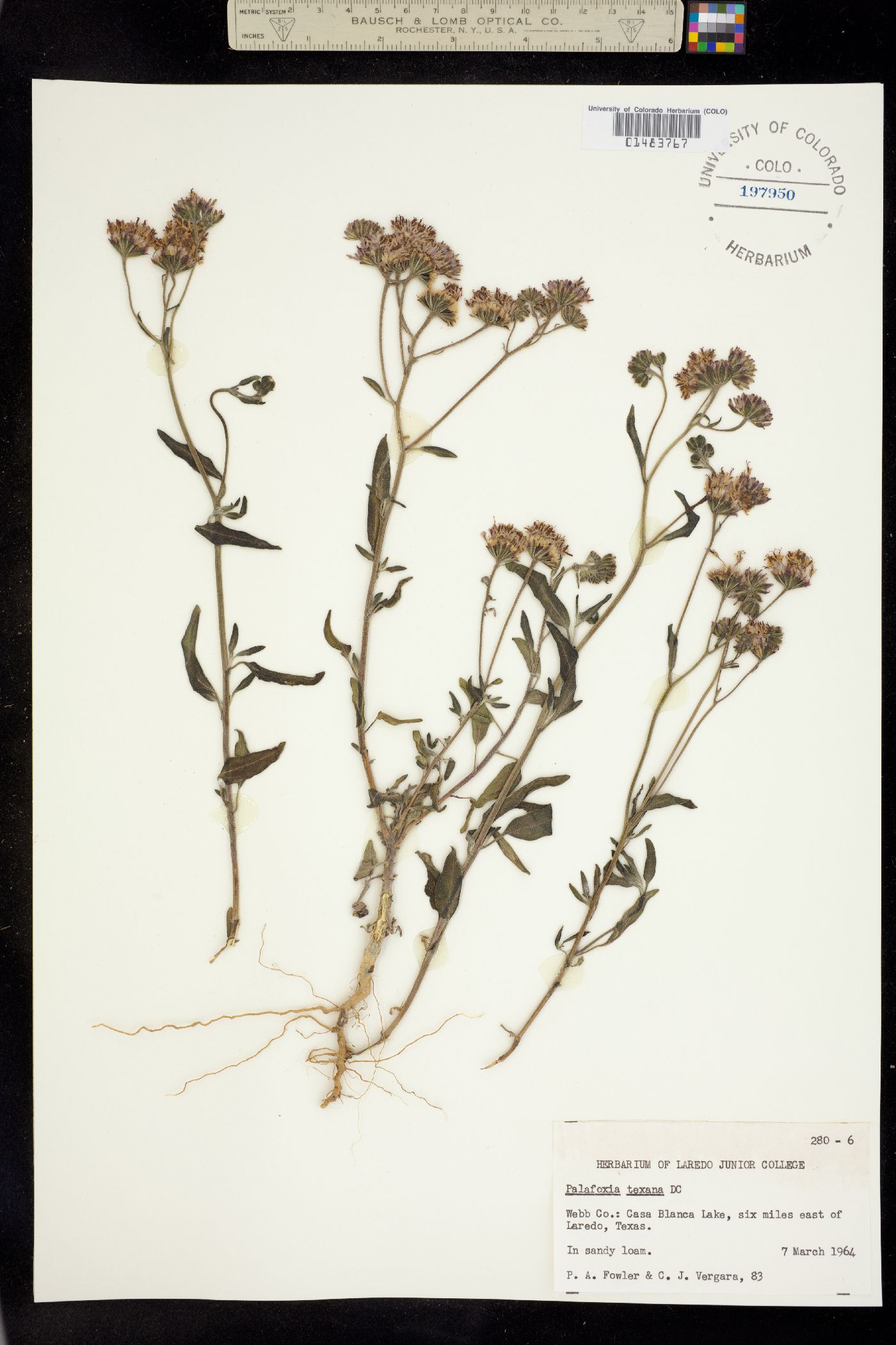 Palafoxia texana image