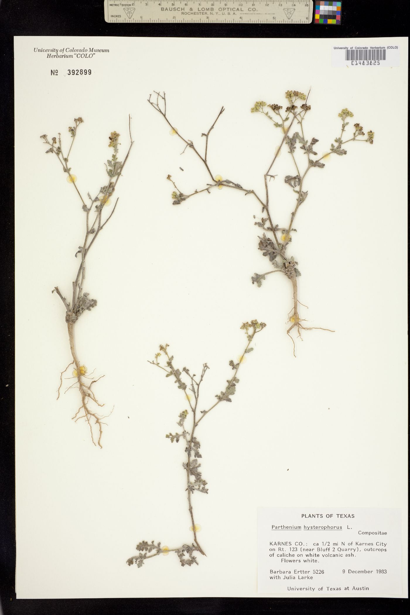 Parthenium hysterophorus image