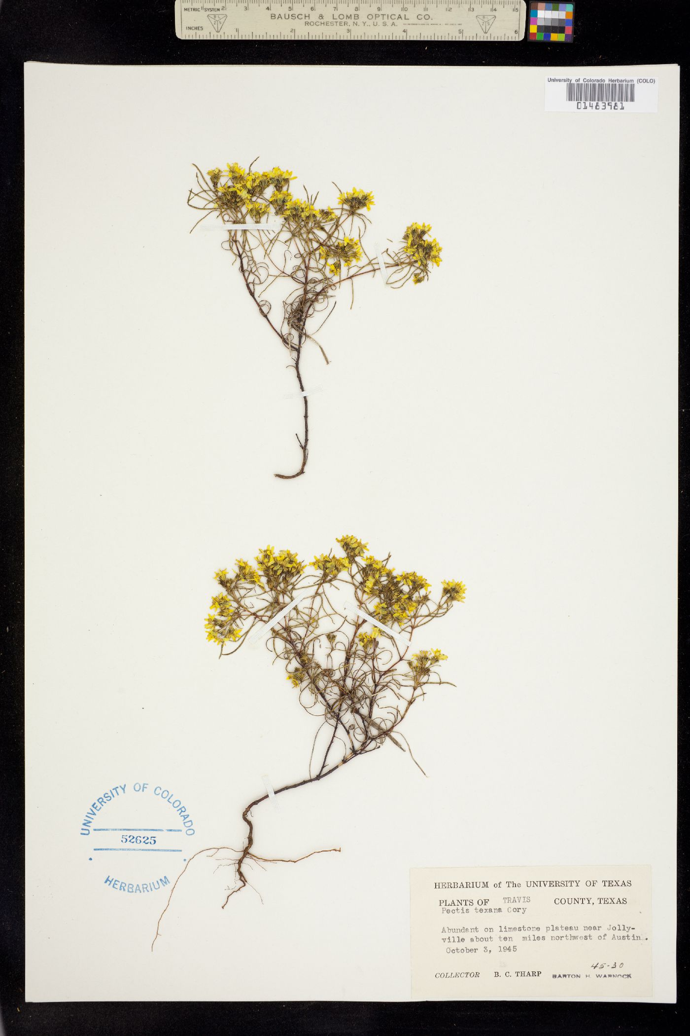 Pectis angustifolia var. fastigiata image