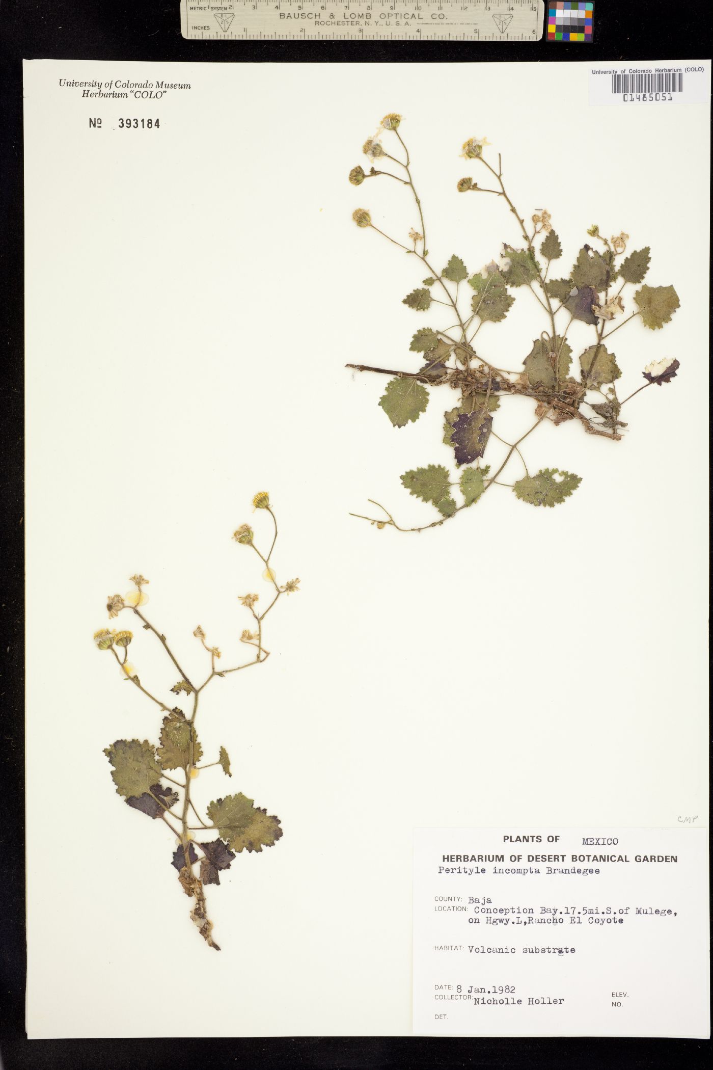 Perityle incompta image