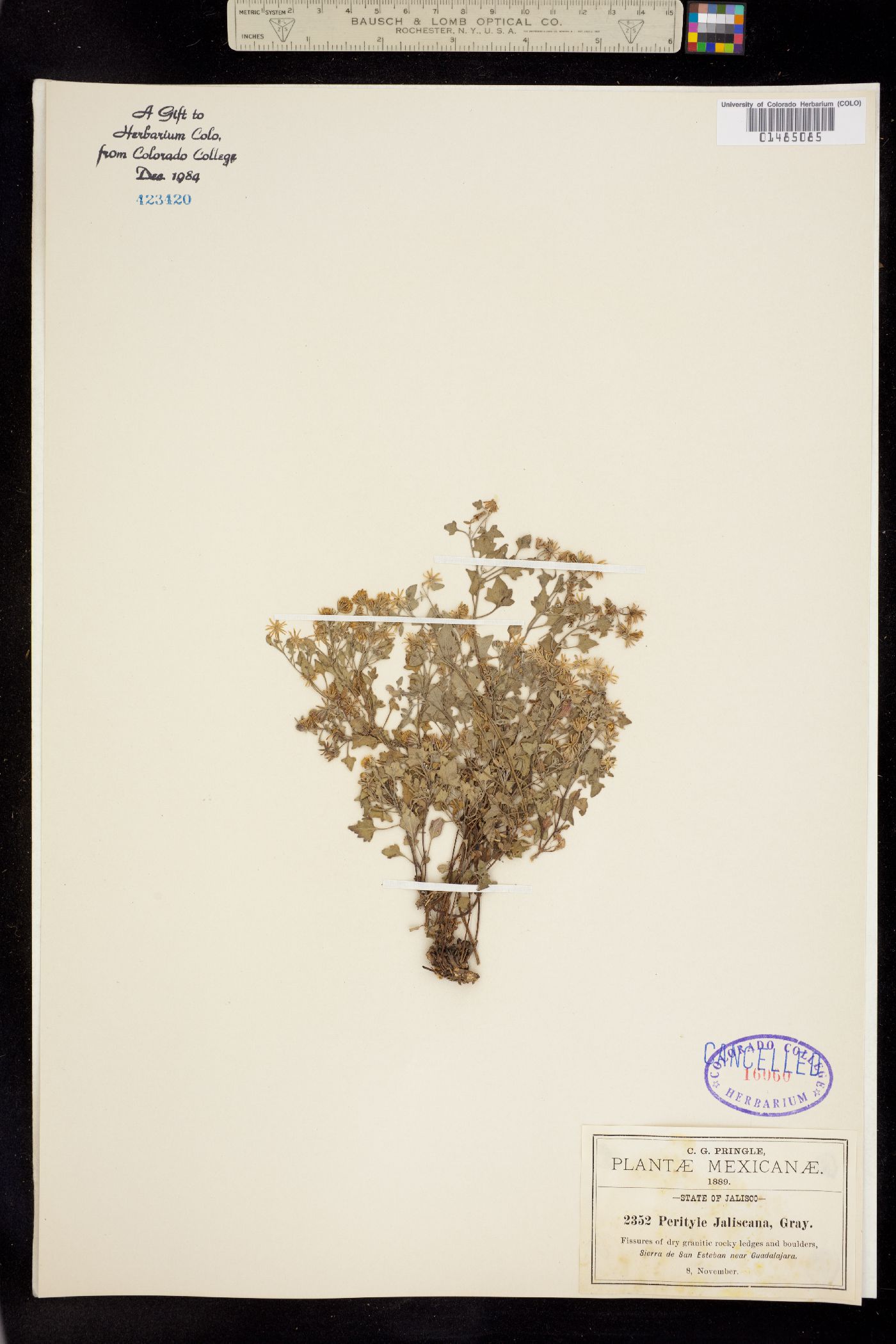 Perityle jaliscana image