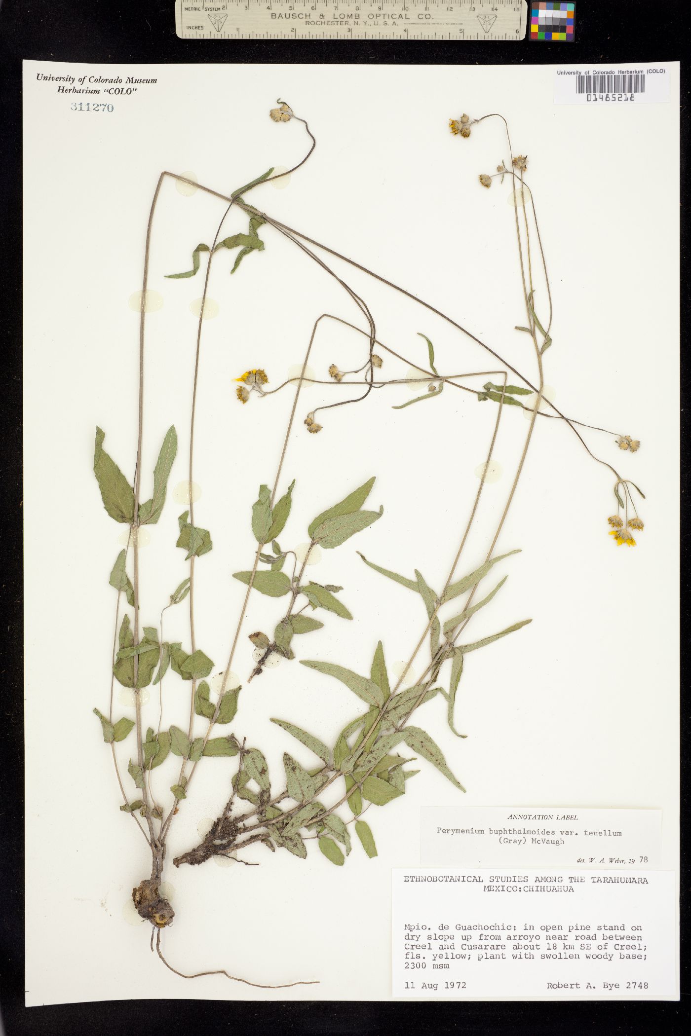 Perymenium buphthalmoides image