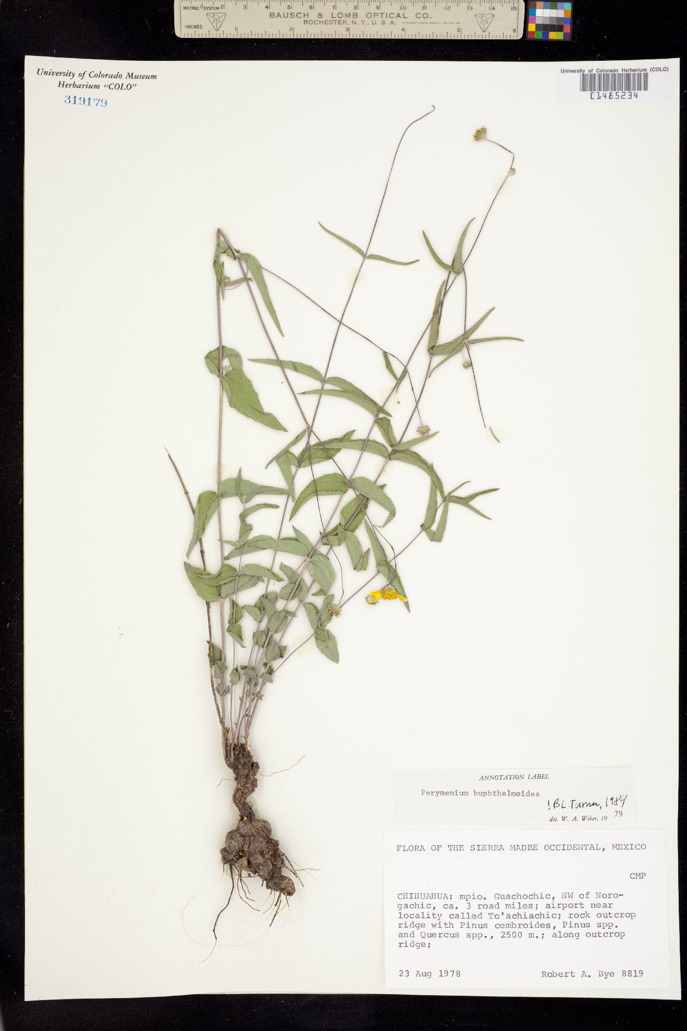 Perymenium buphthalmoides image