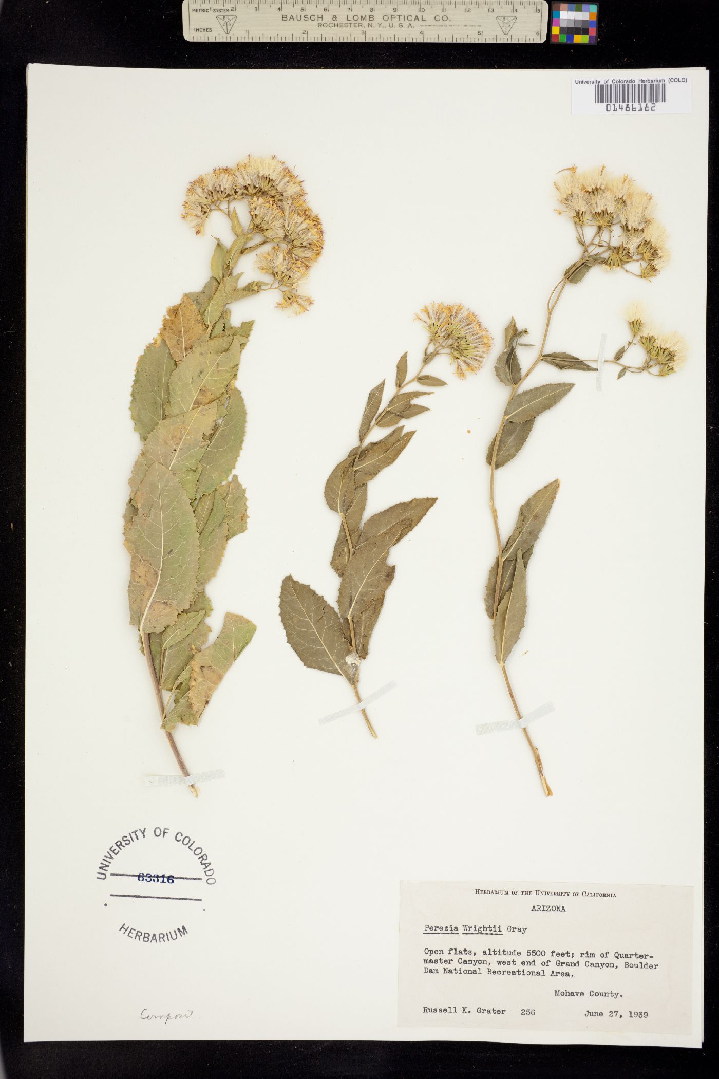 Acourtia wrightii image