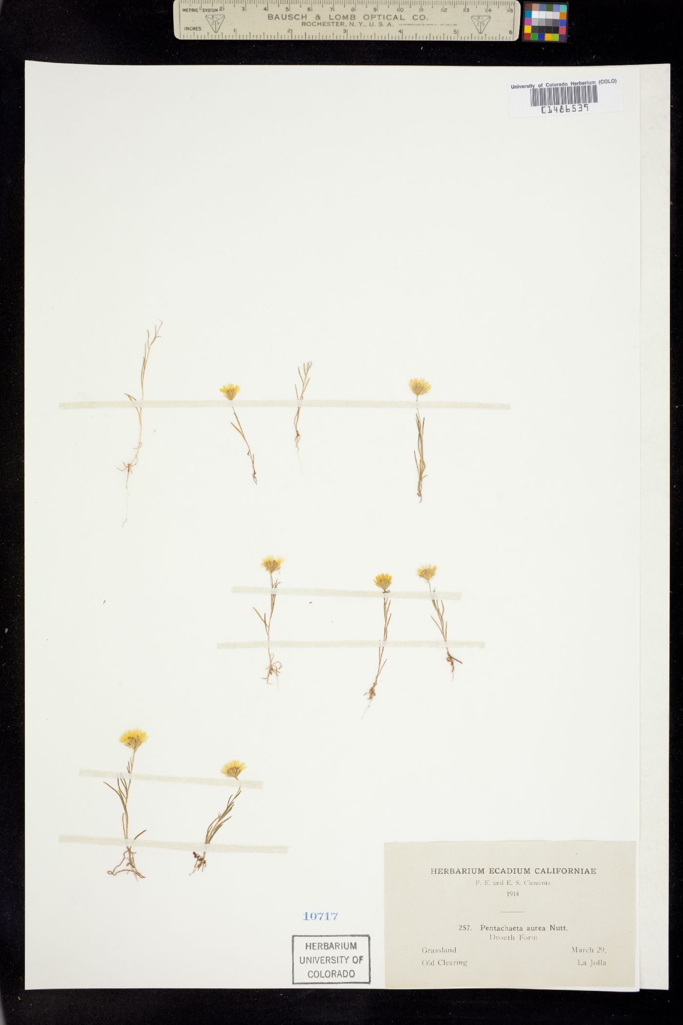 Pentachaeta aurea image