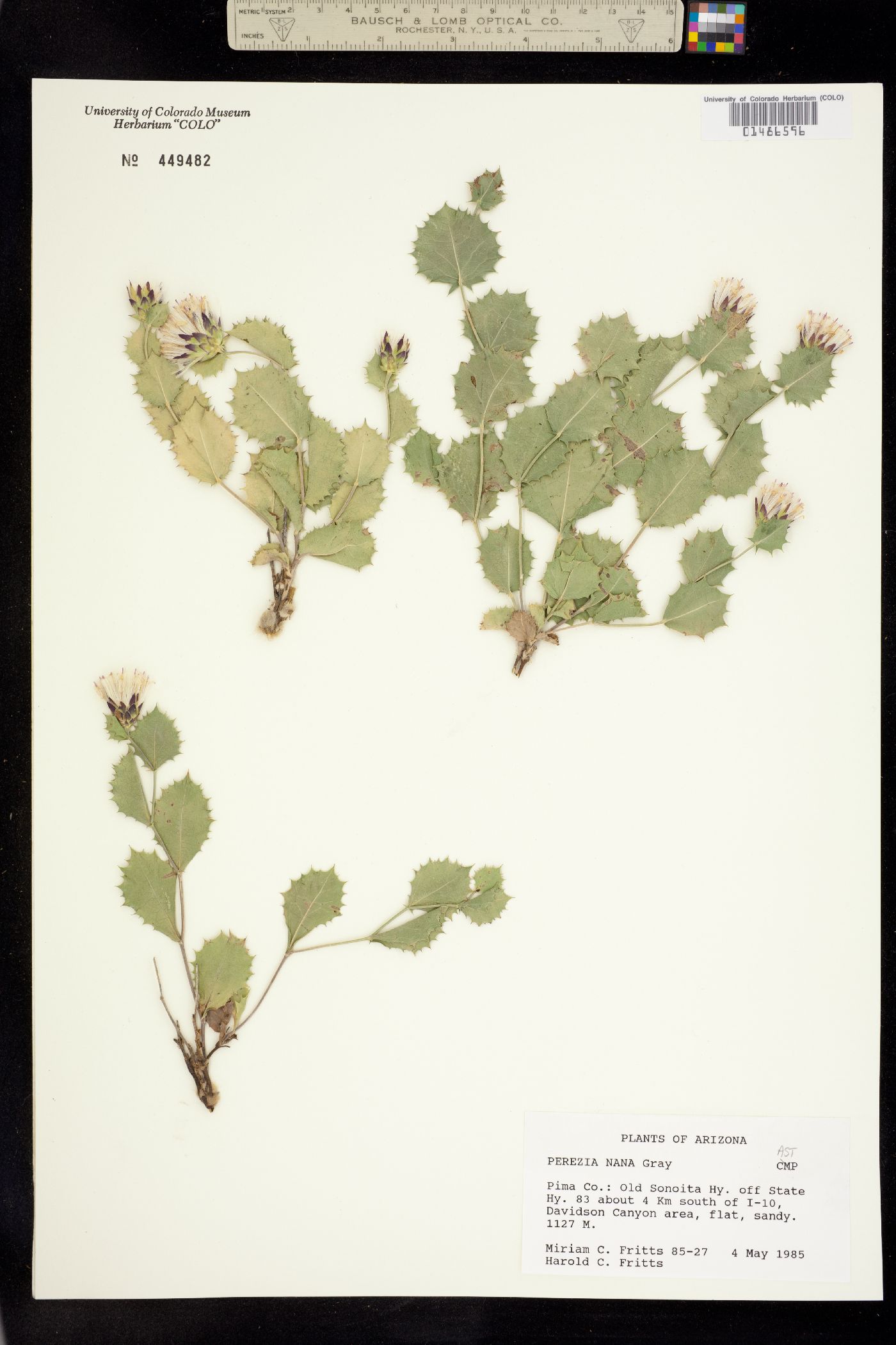 Acourtia nana image